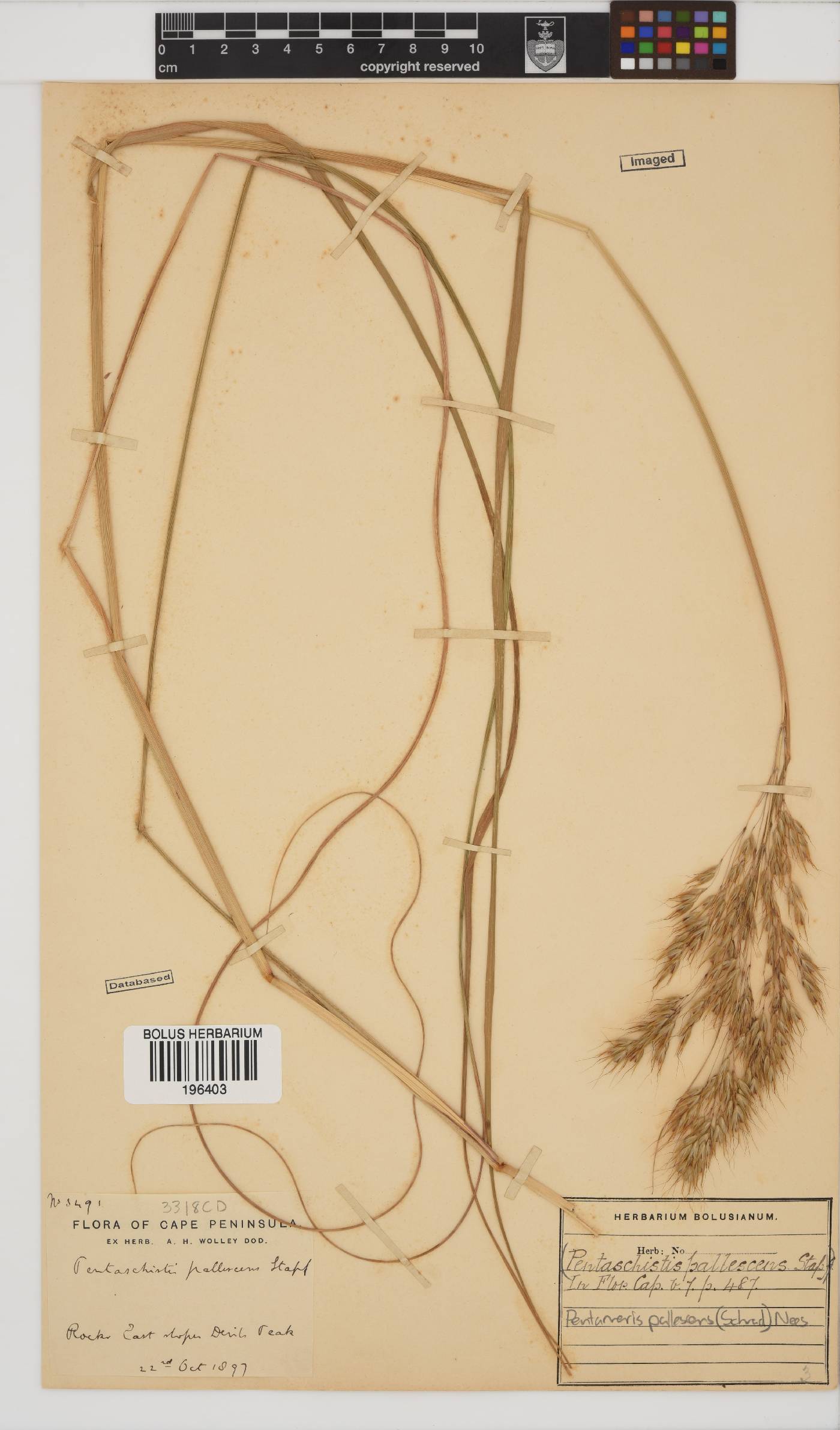 Pentameris pallescens image