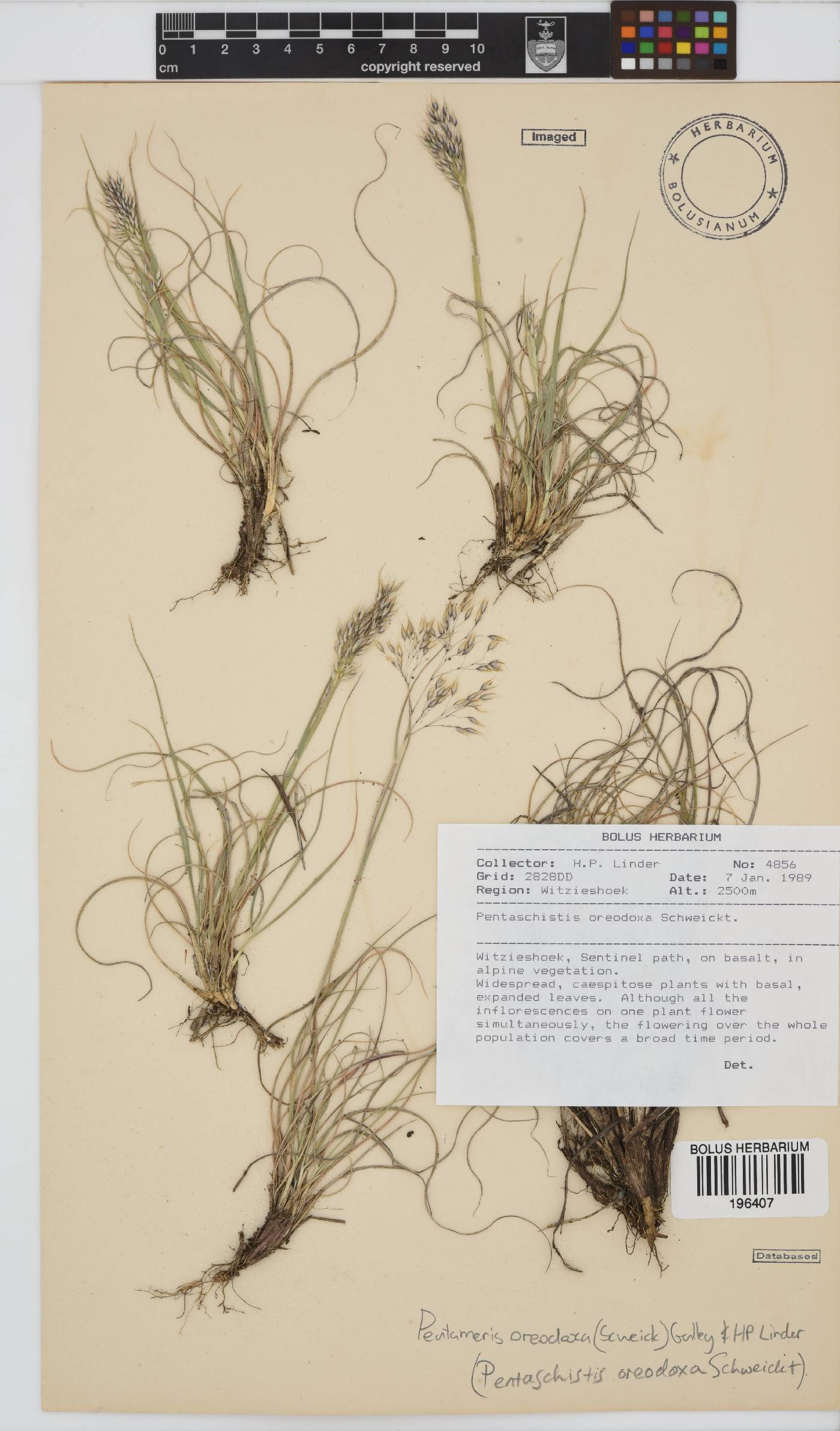 Pentameris oreodoxa image