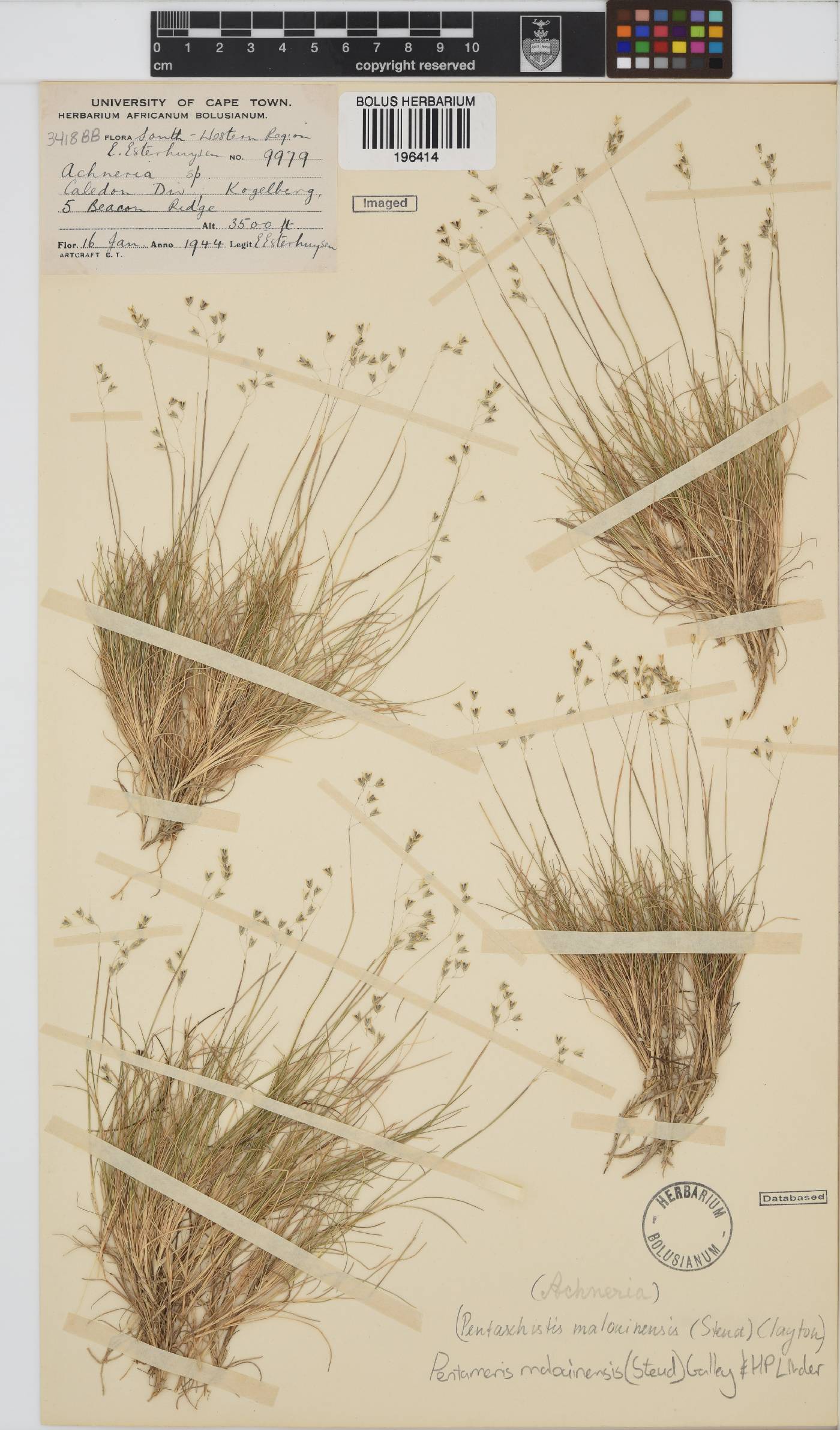 Pentameris malouinensis image