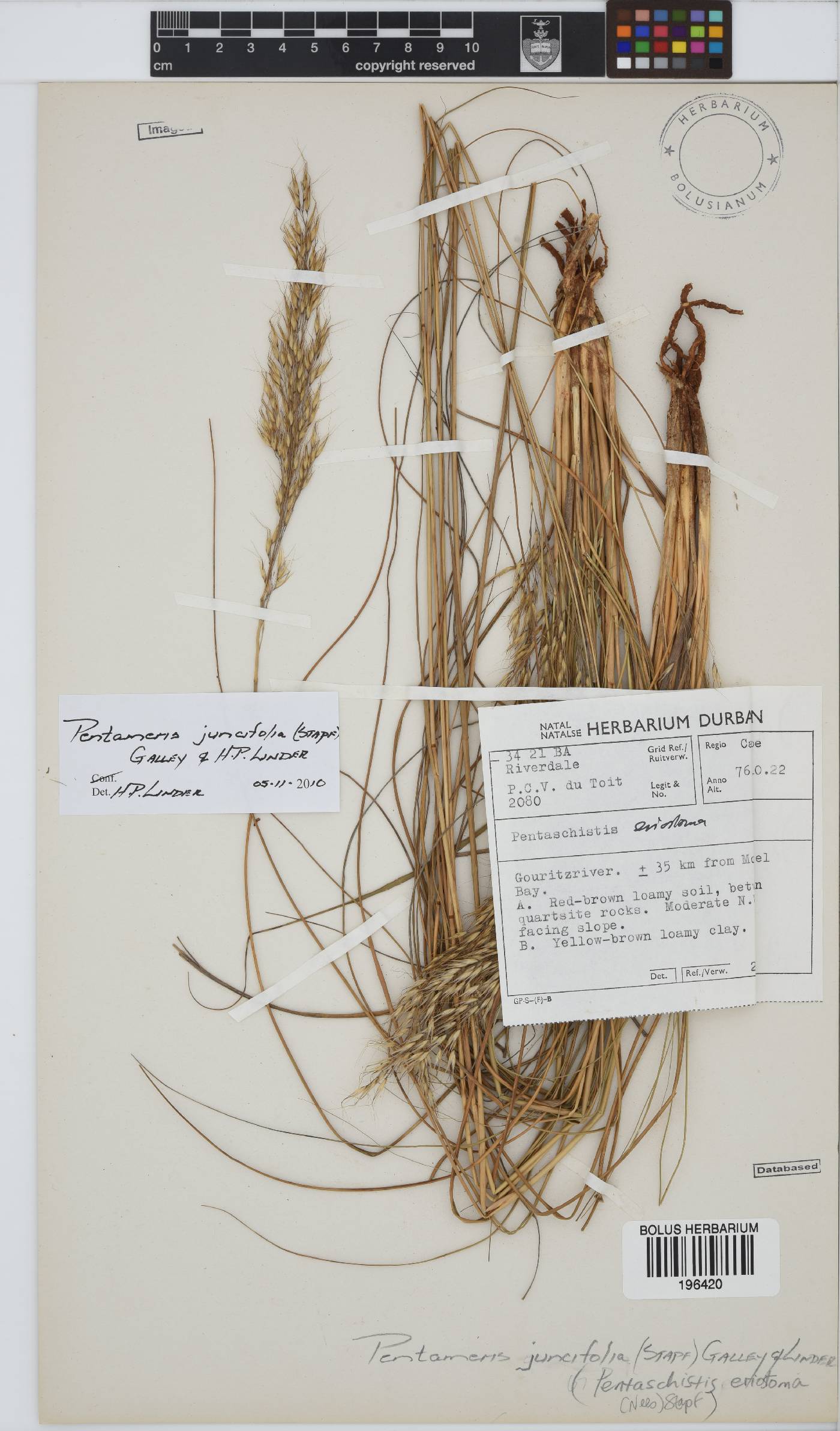 Pentameris juncifolia image