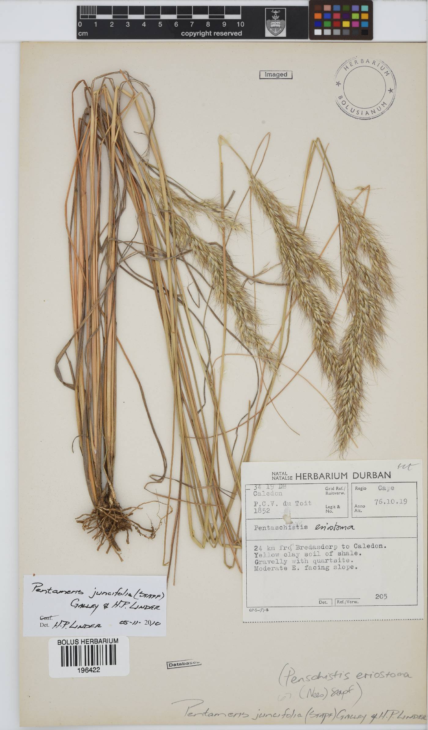 Pentameris horrida image