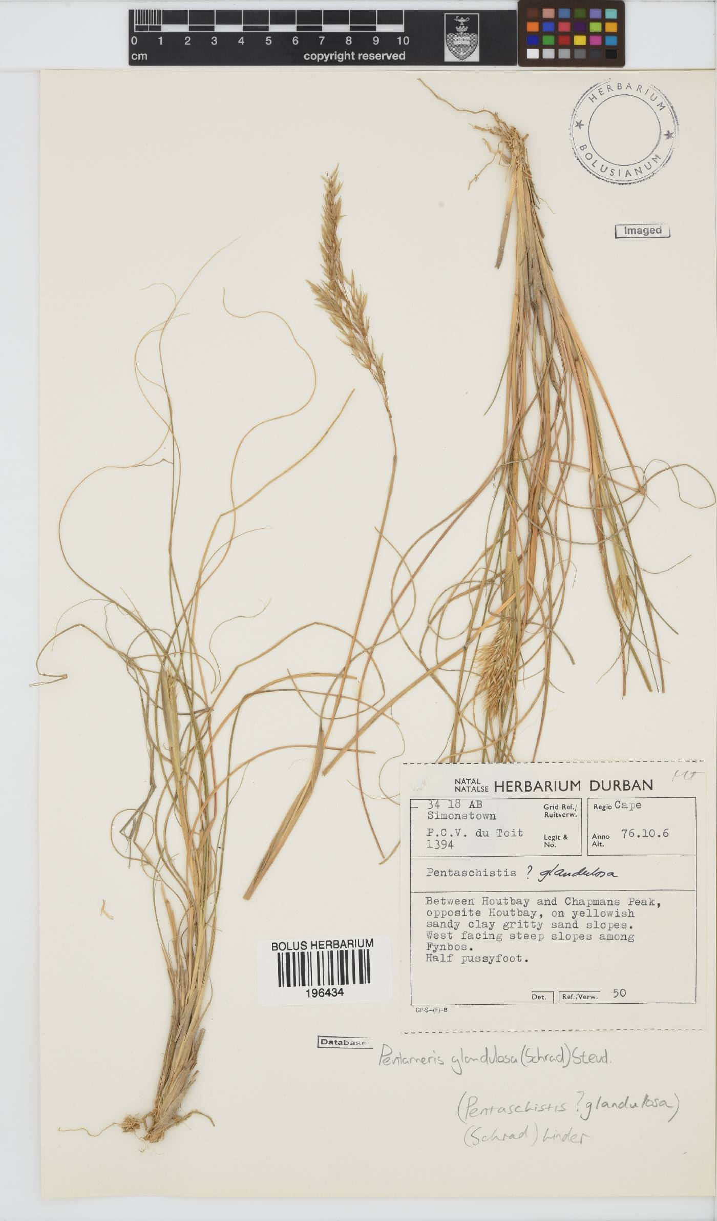 Pentameris glandulosa image