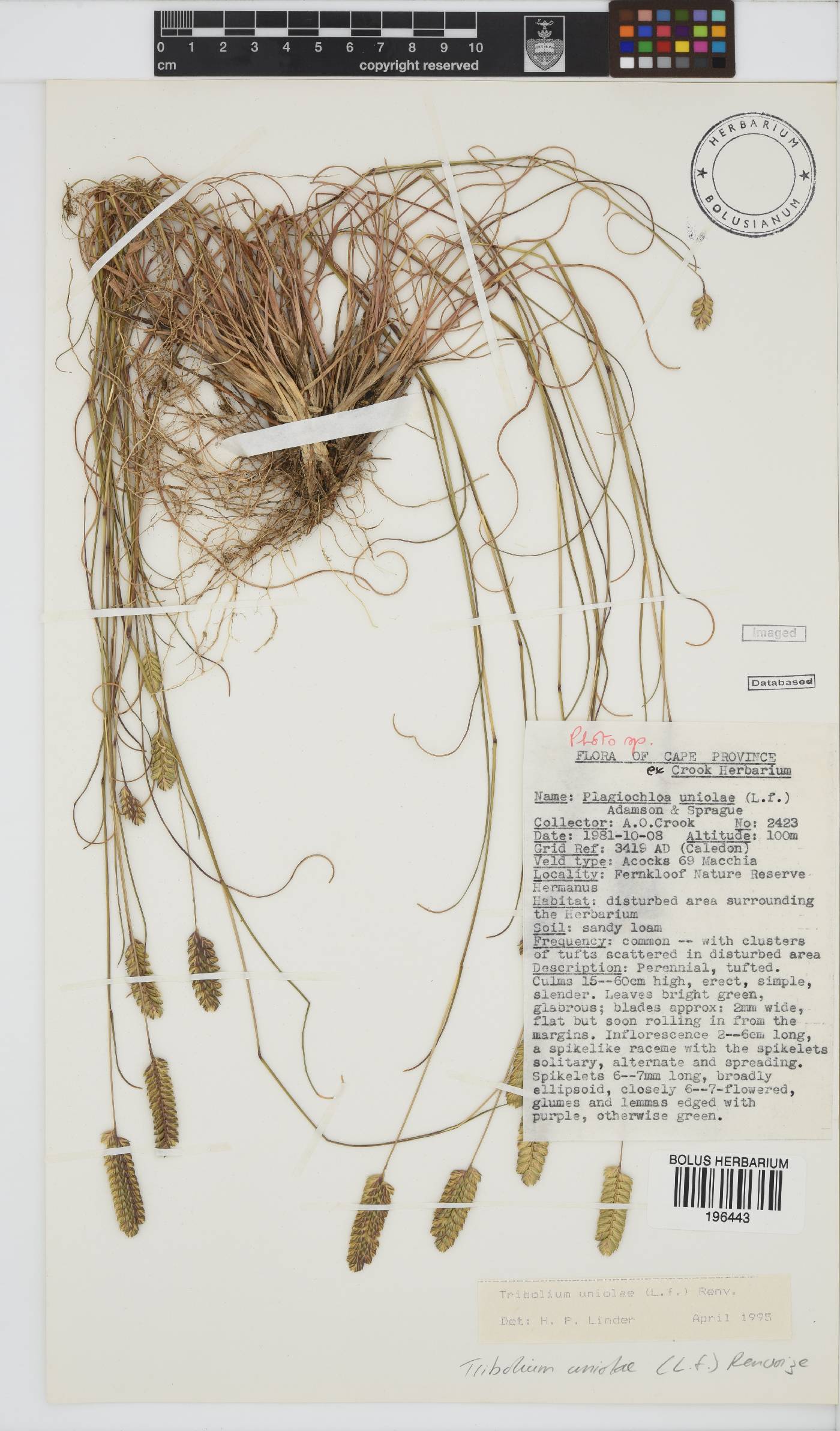 Tribolium uniolae image