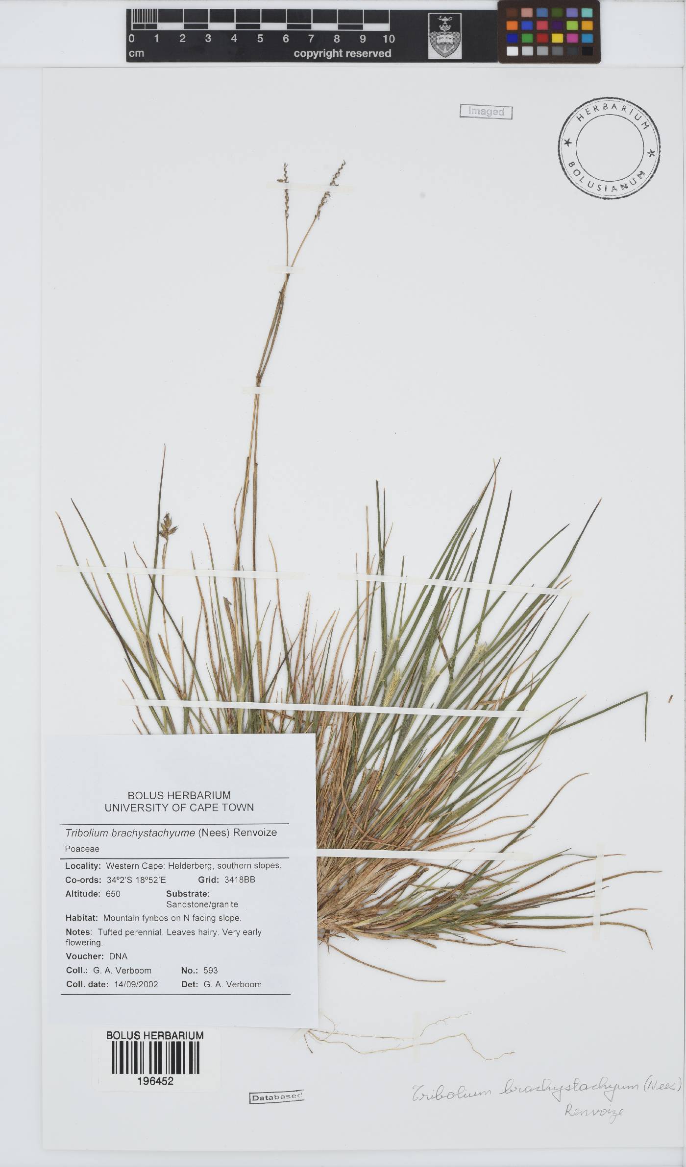 Tribolium brachystachyum image