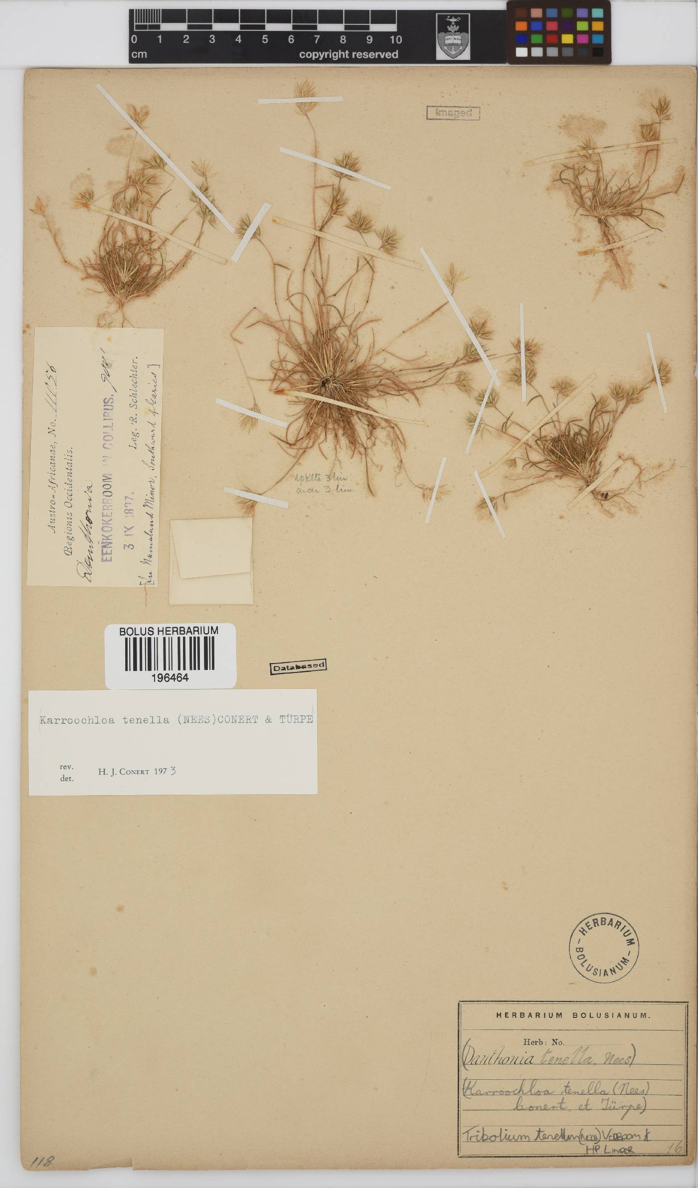 Tribolium tenellum image