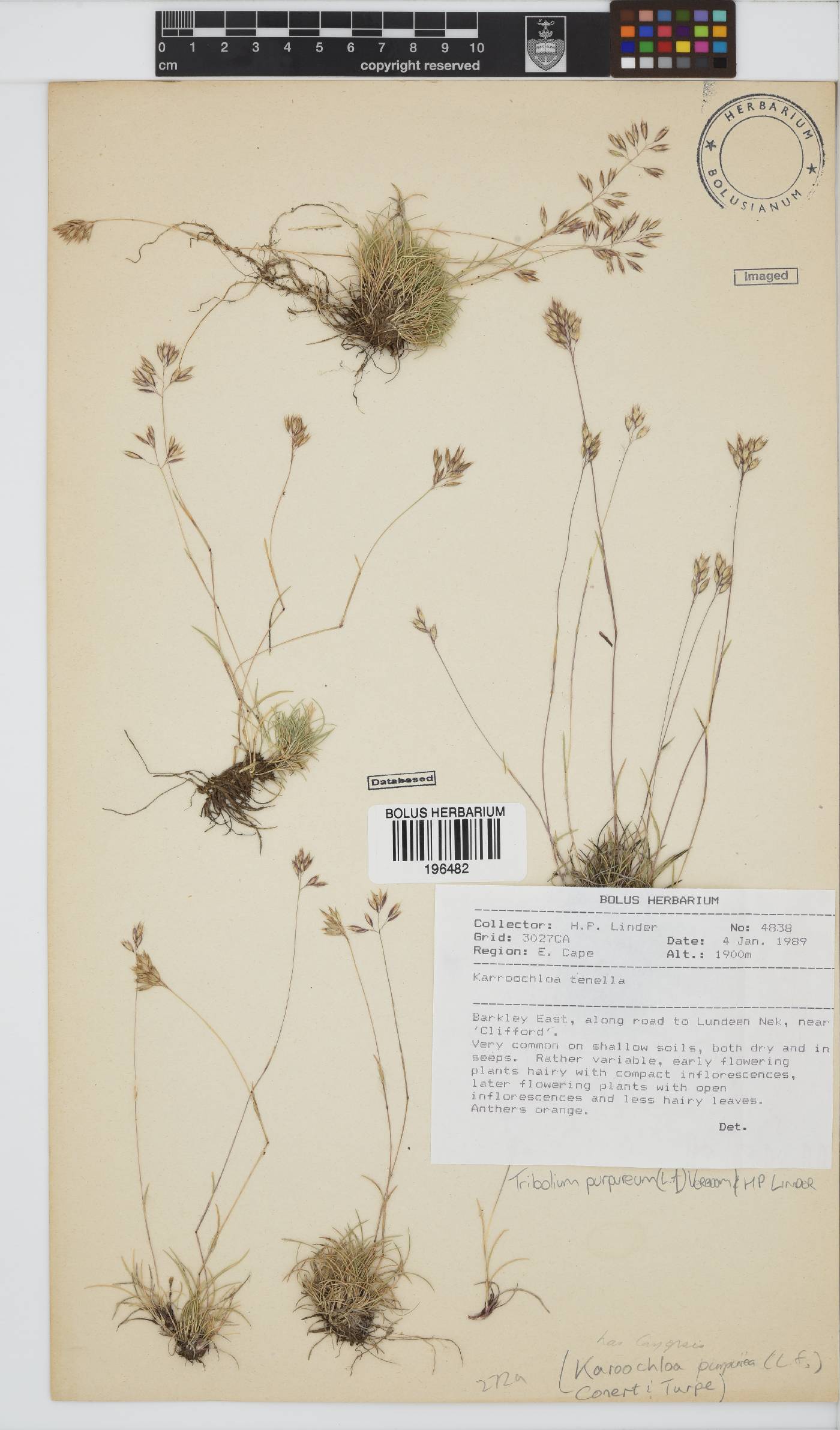 Tribolium purpureum image