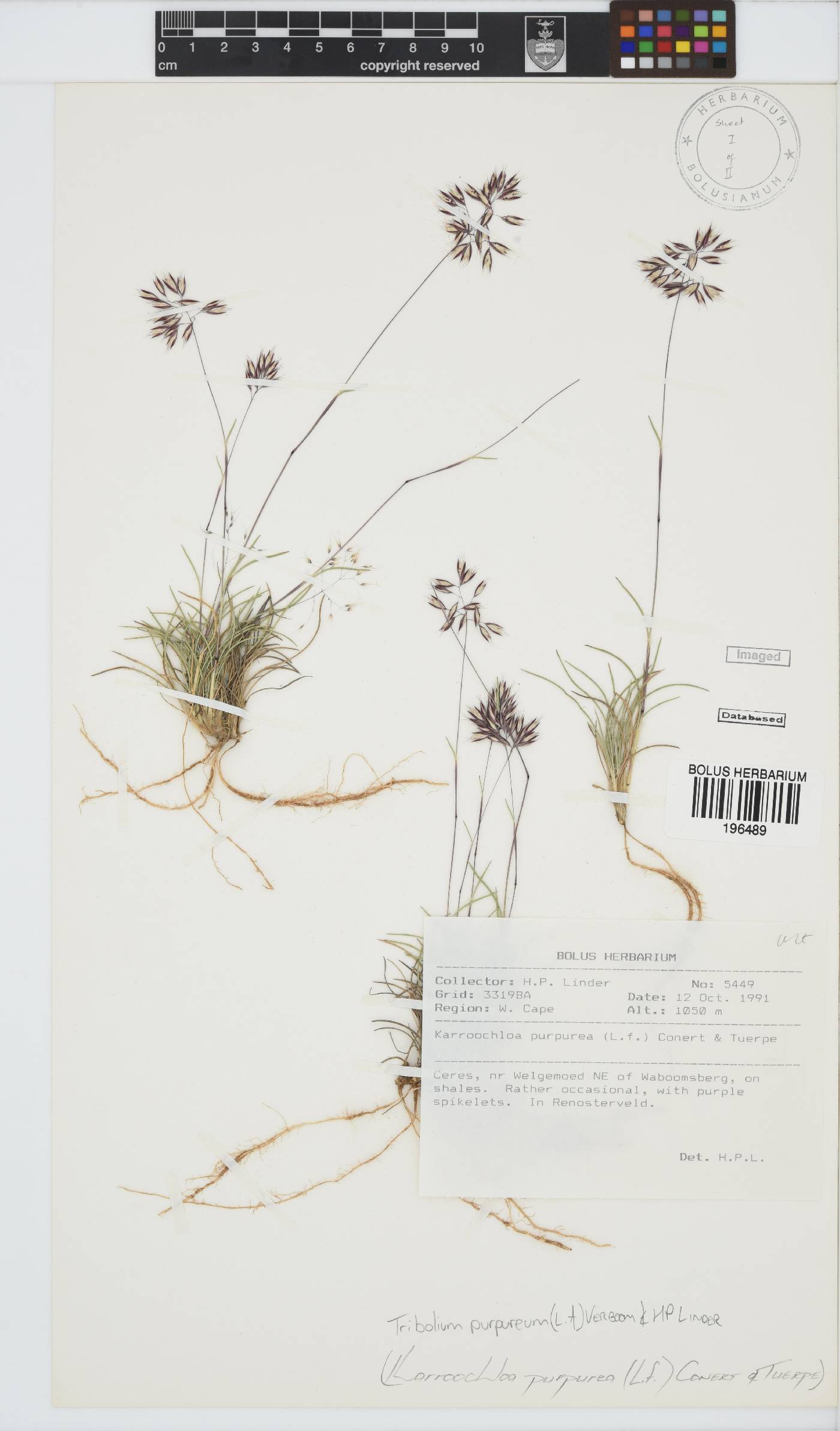 Tribolium purpureum image