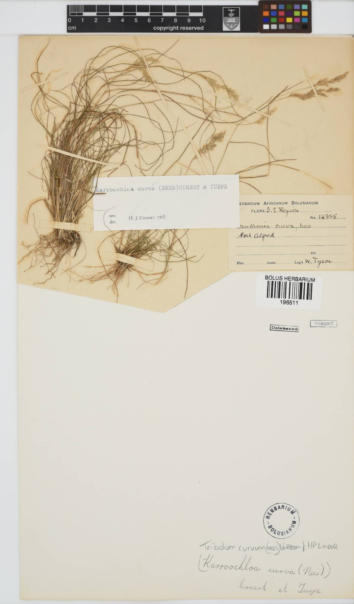 Tribolium curvum image