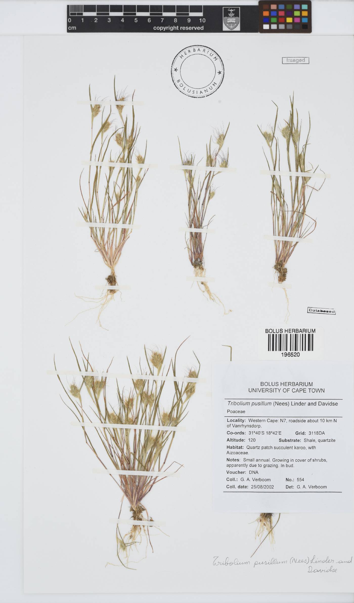 Tribolium pusillum image