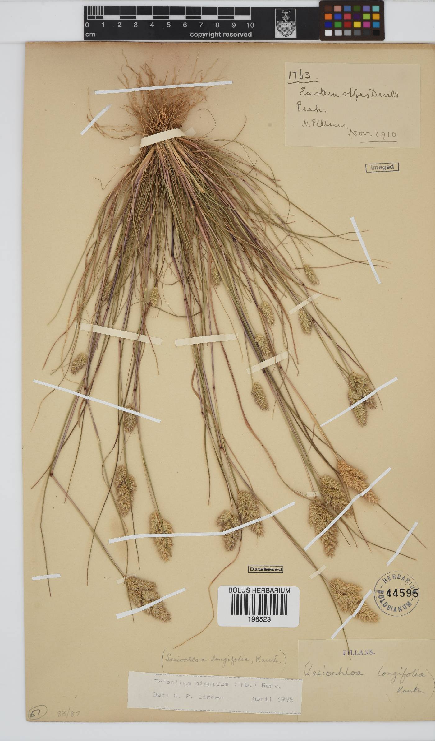 Tribolium hispidum image