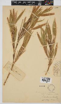 Thamnocalamus tessellatus image