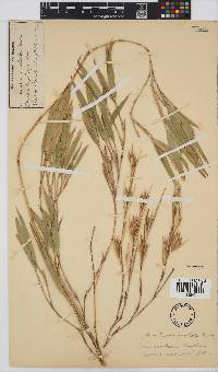 Thamnocalamus tessellatus image