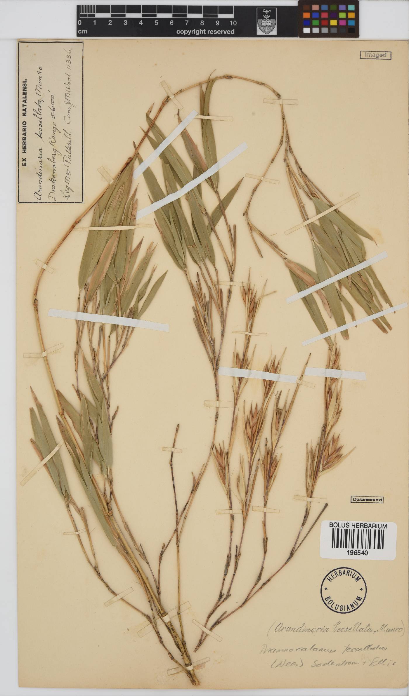 Thamnocalamus tessellatus image