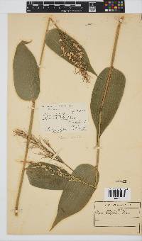 Olyra latifolia image