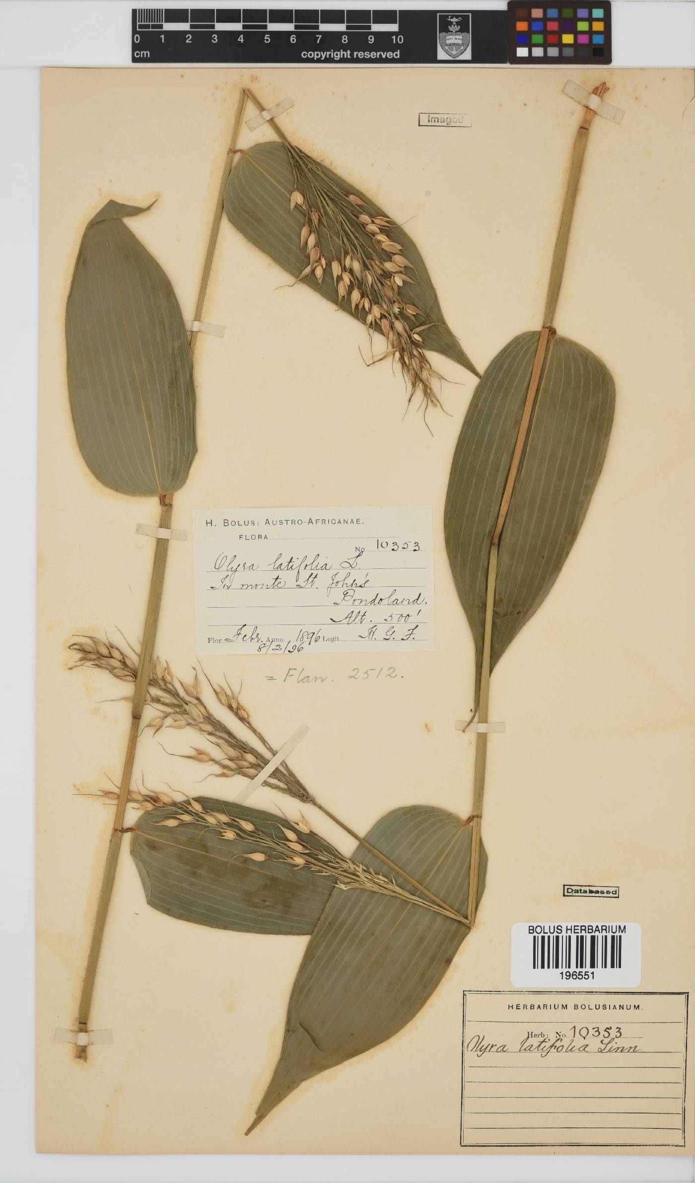 Olyra latifolia image