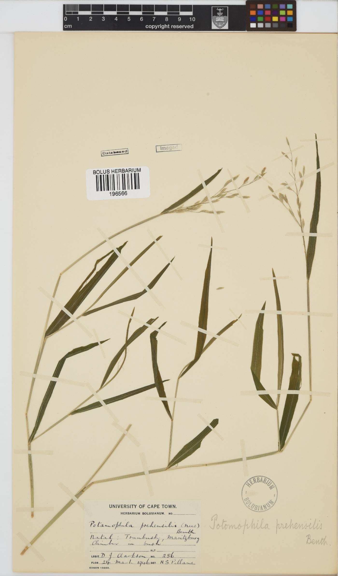 Prosphytochloa prehensilis image