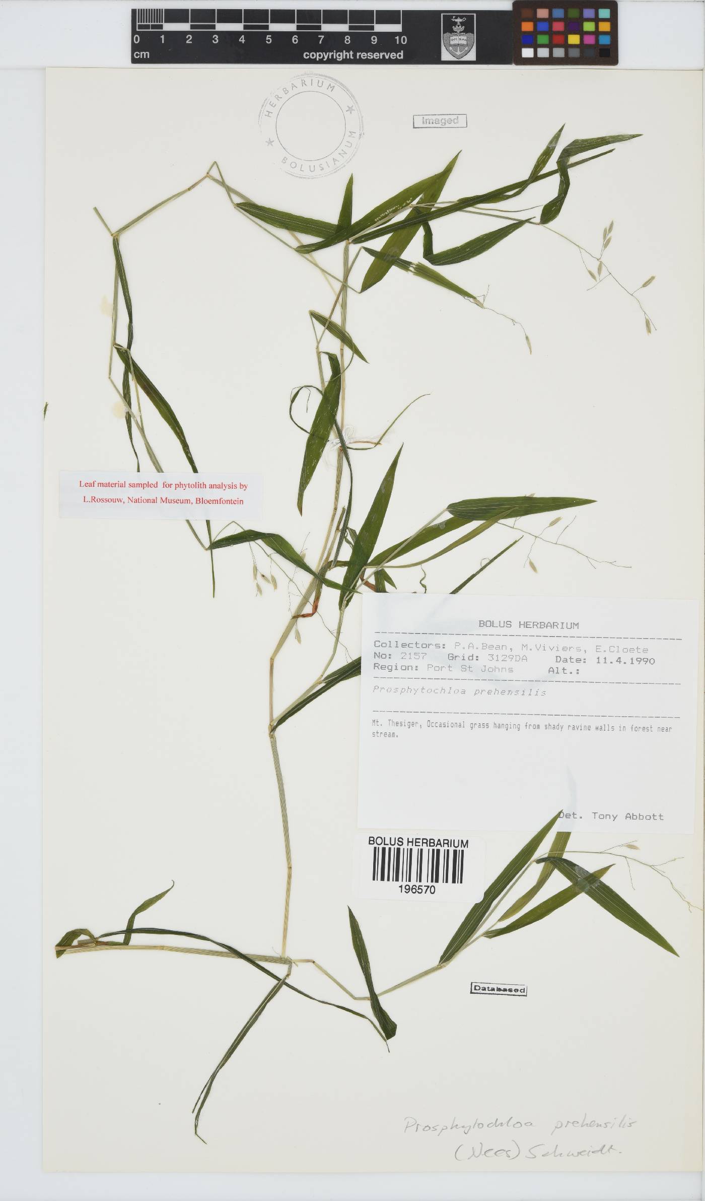 Prosphytochloa prehensilis image