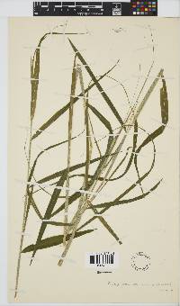 Prosphytochloa prehensilis image