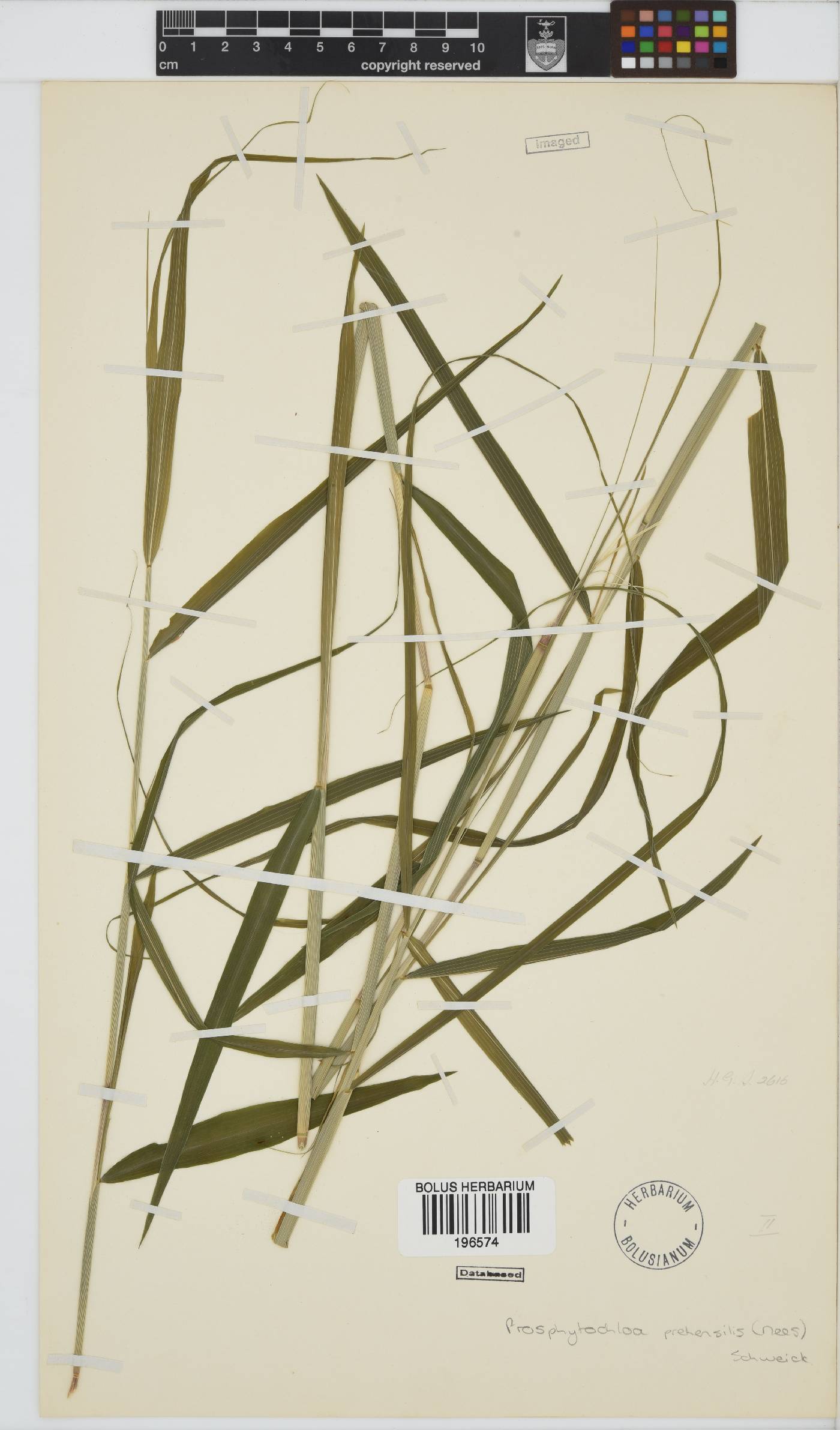 Prosphytochloa prehensilis image
