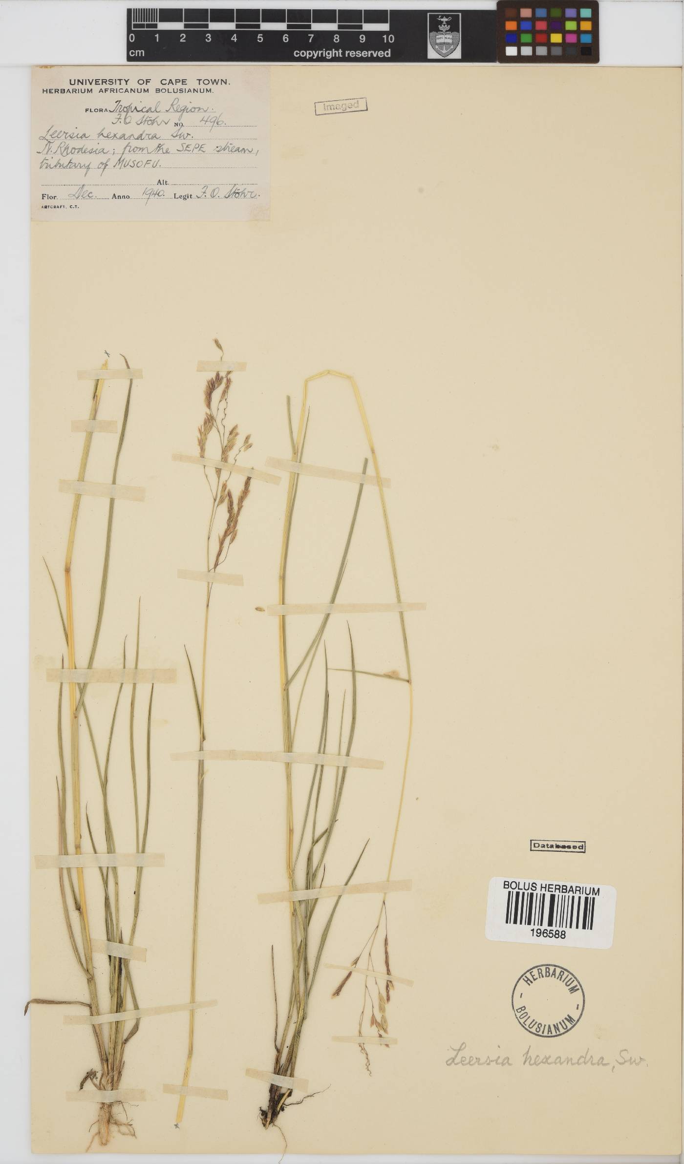 Leersia image