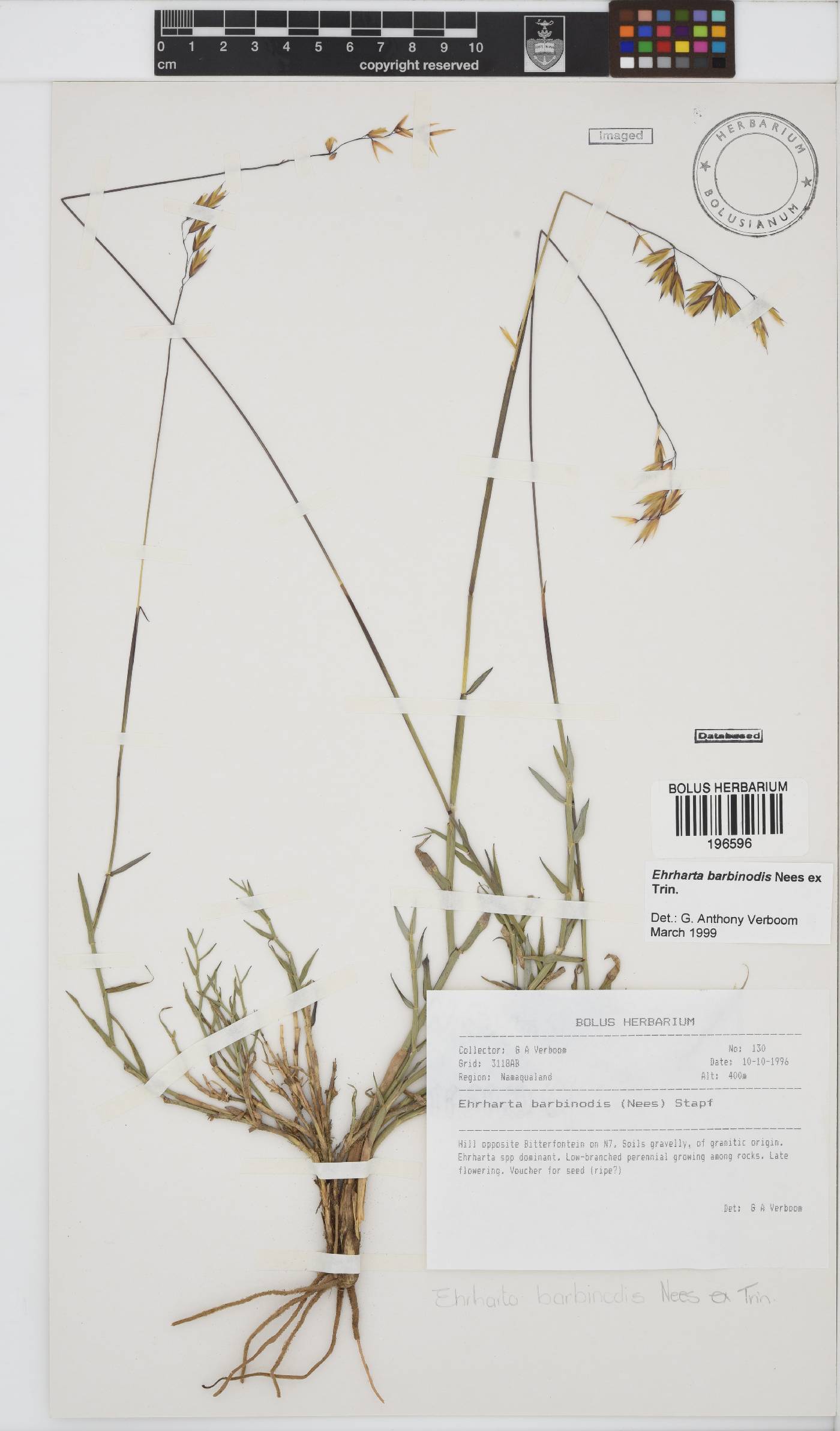 Ehrharta barbinodis image