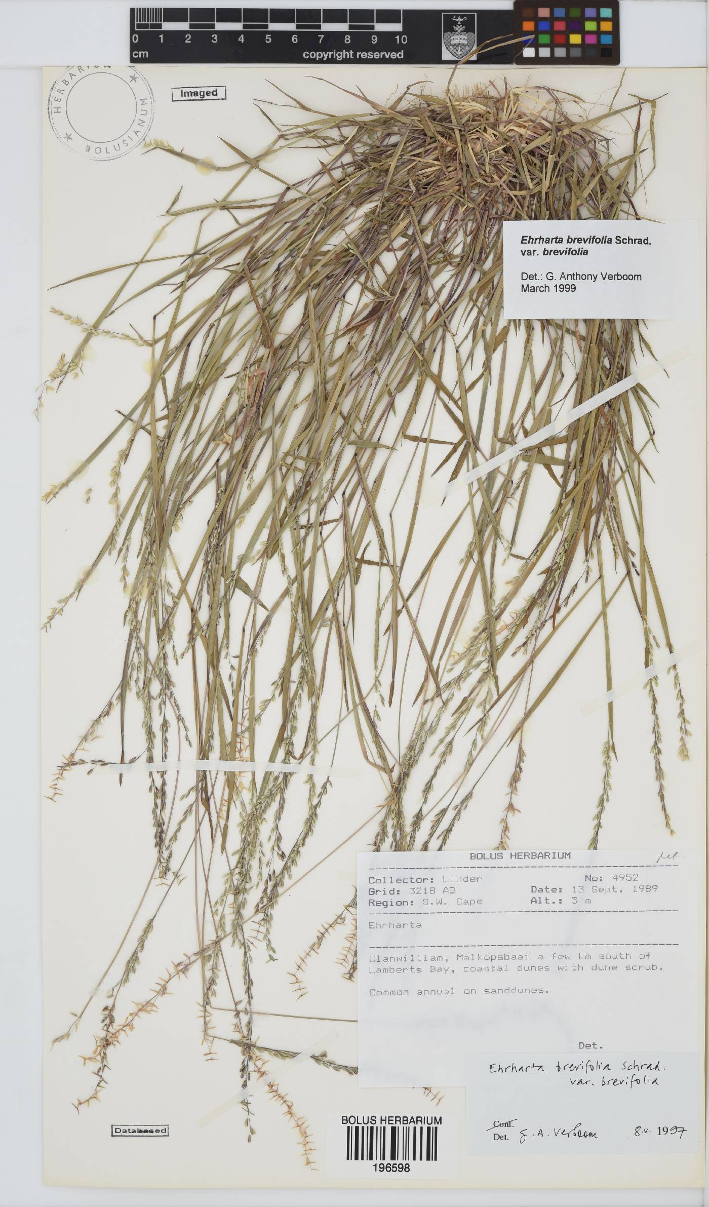 Ehrharta brevifolia var. brevifolia image
