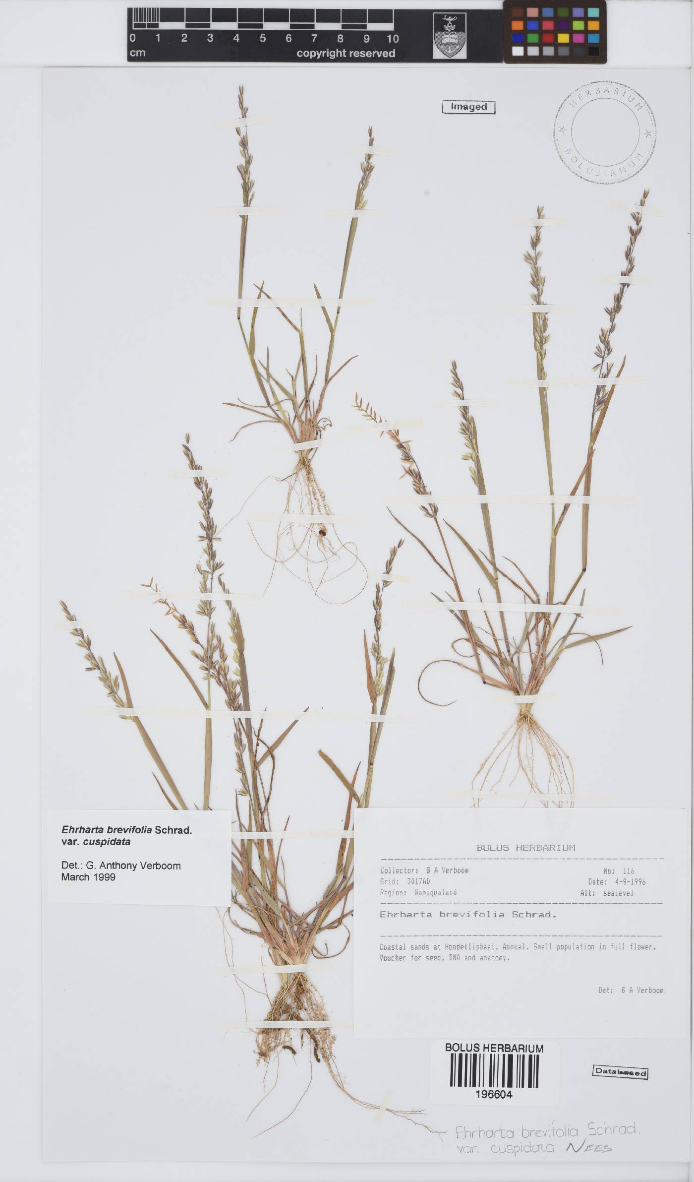 Ehrharta brevifolia var. cuspidata image