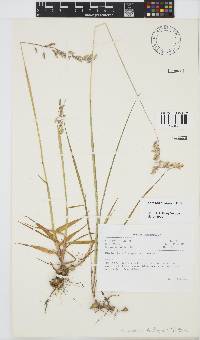 Ehrharta bulbosa image