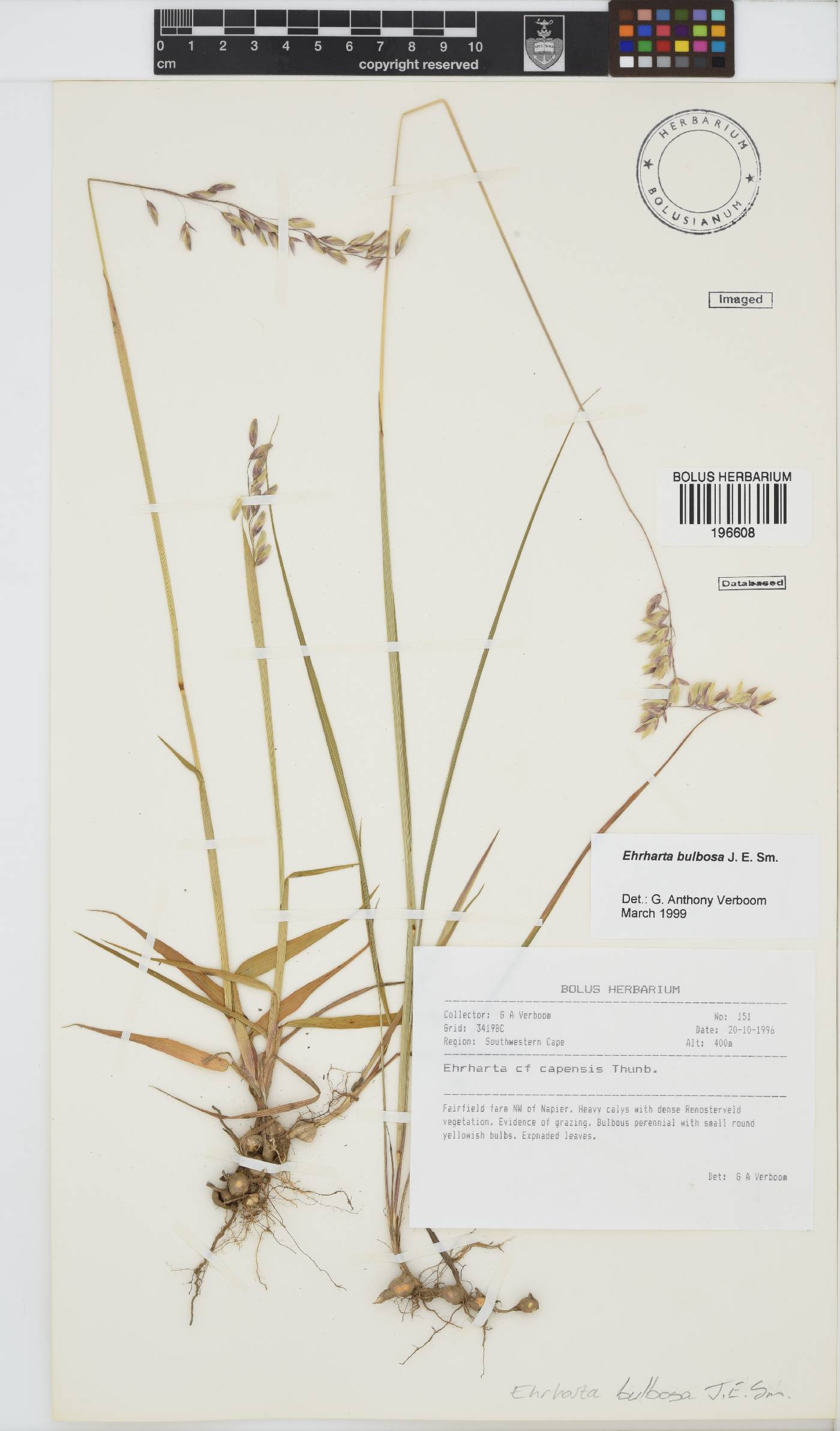 Ehrharta bulbosa image