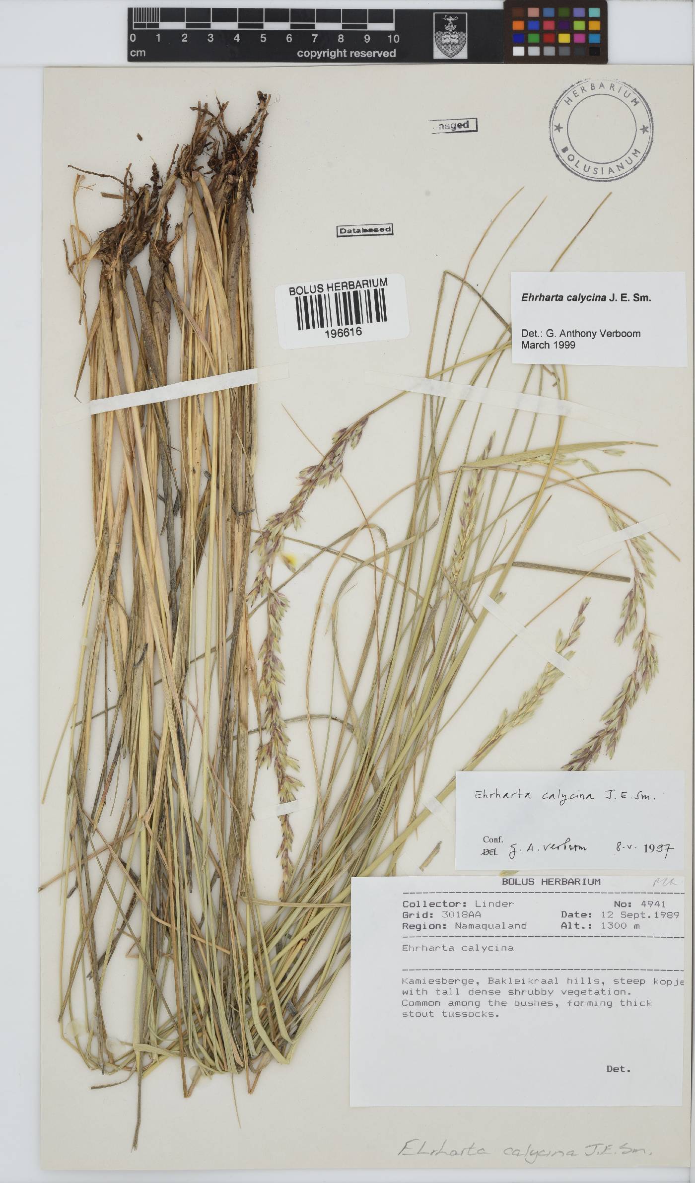 Ehrharta calycina image