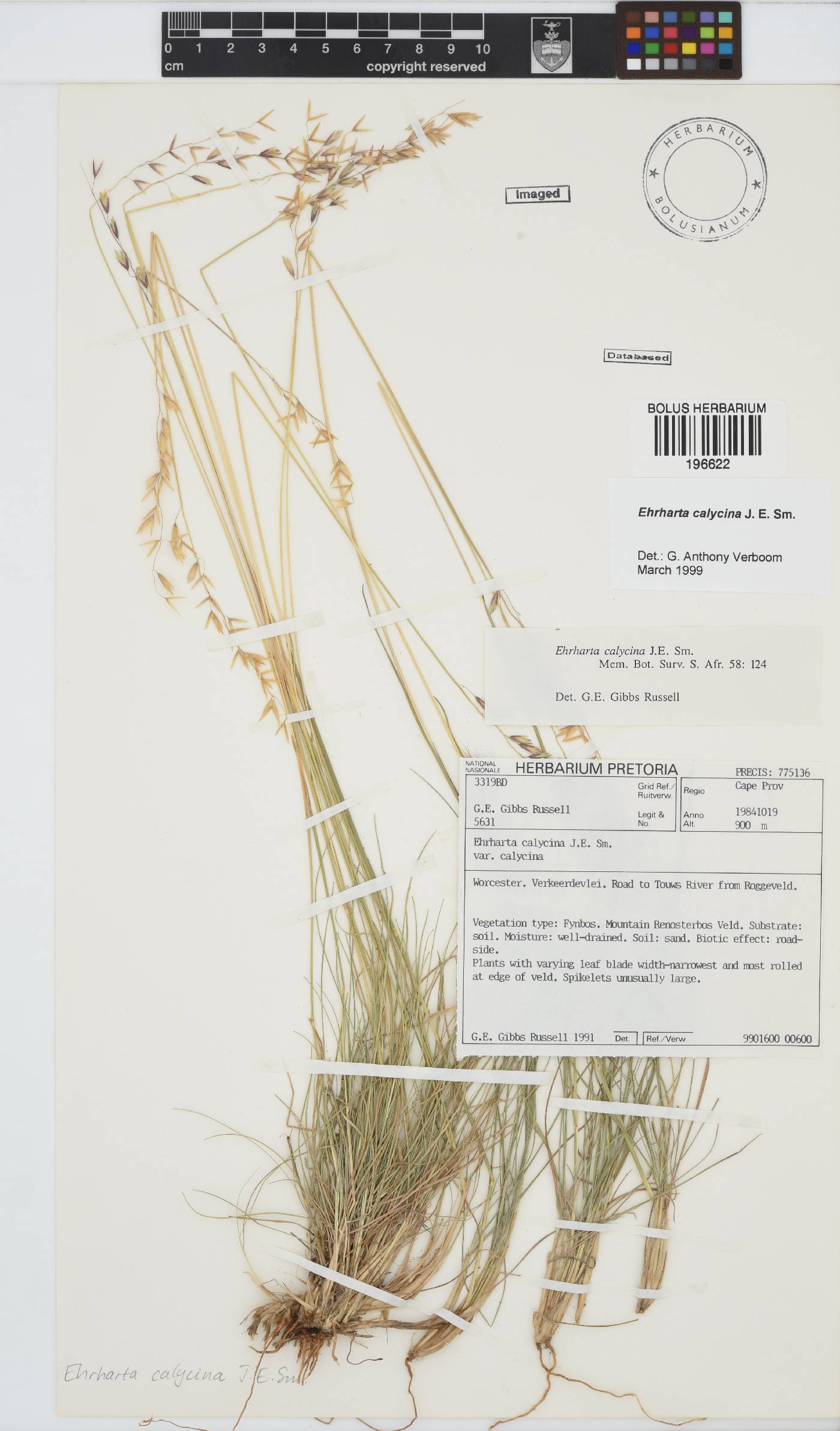 Ehrharta calycina image