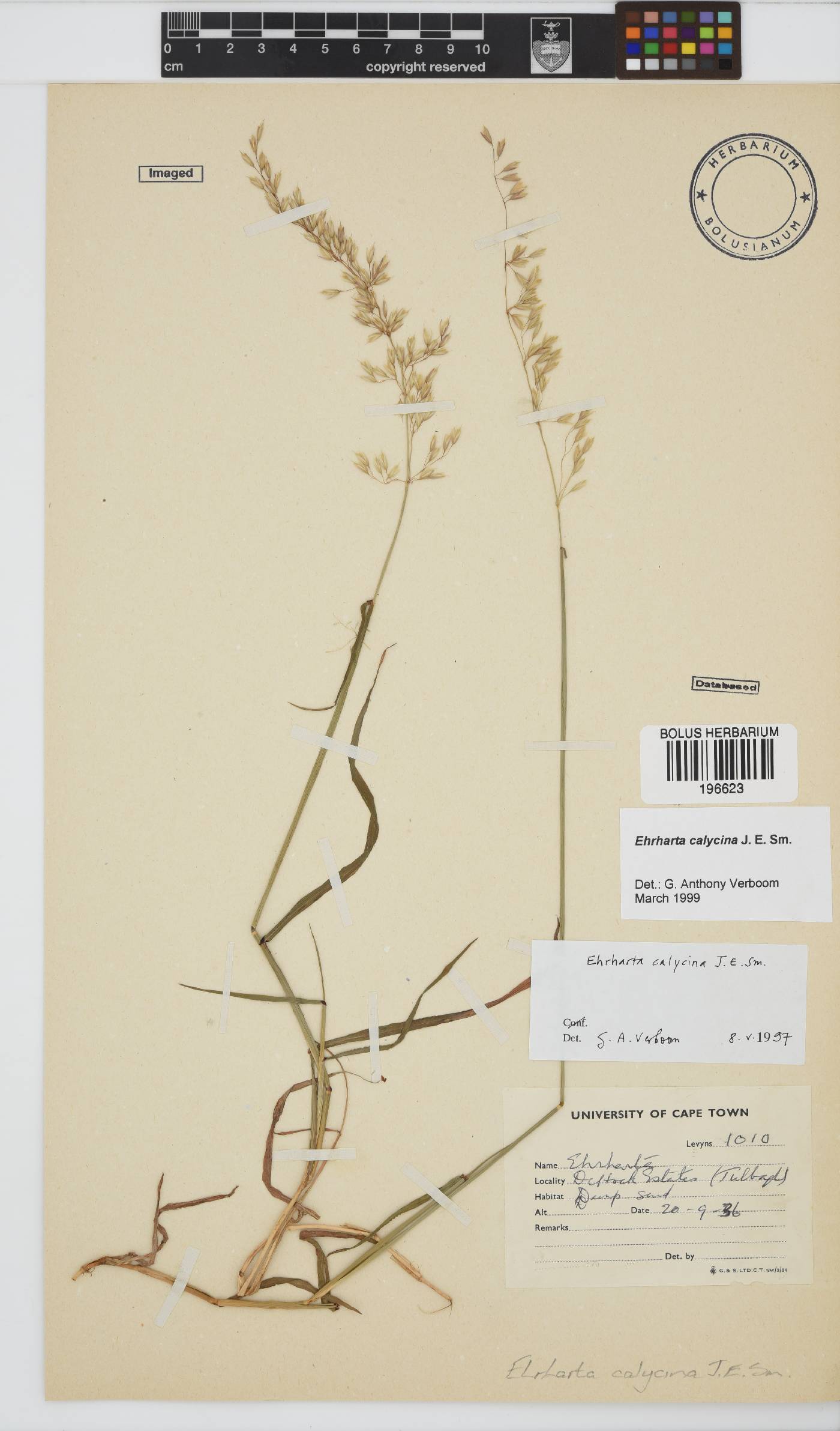 Ehrharta calycina image