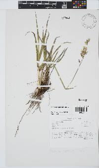 Ehrharta capensis image