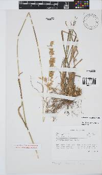 Ehrharta capensis image