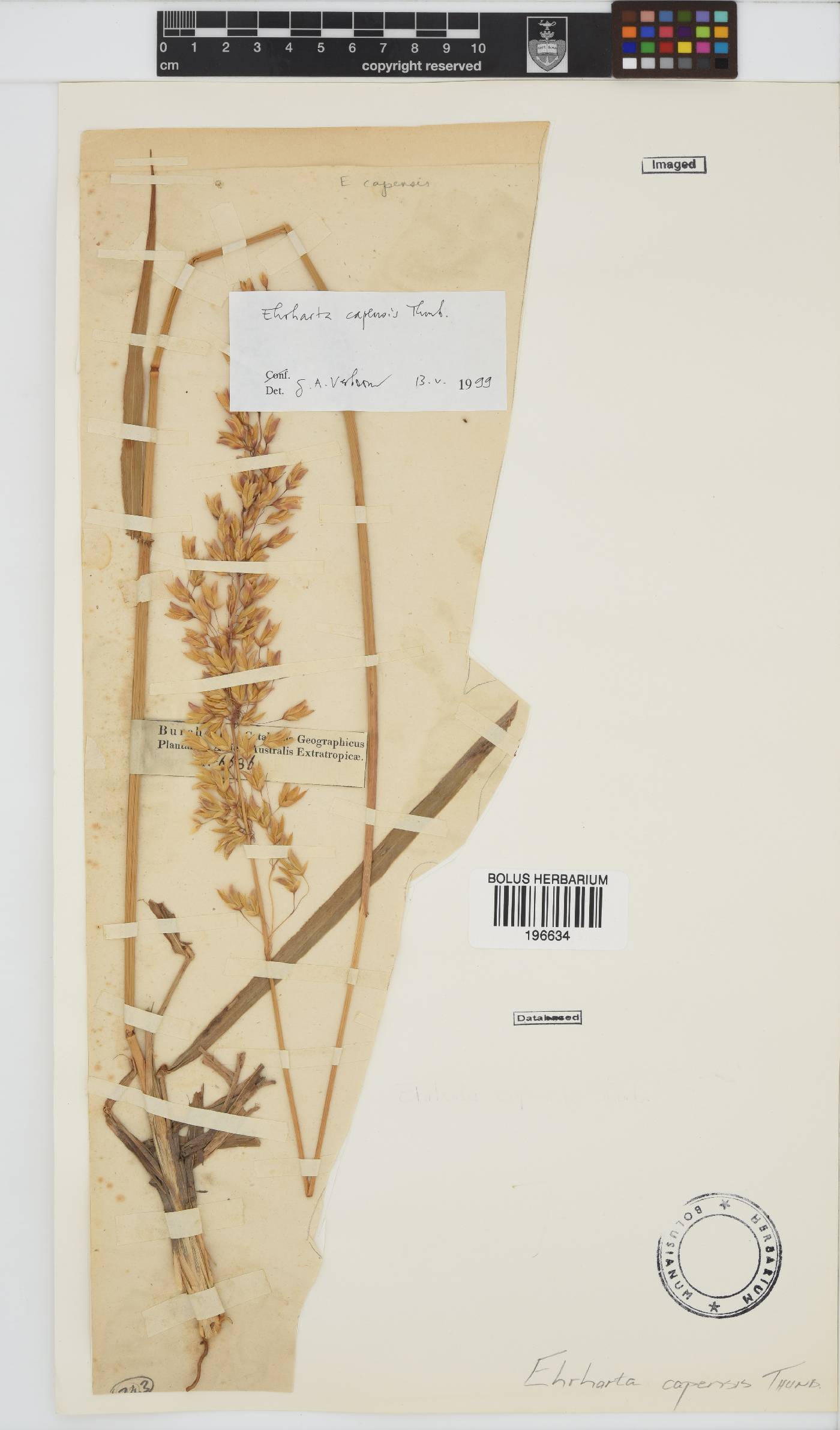 Ehrharta capensis image