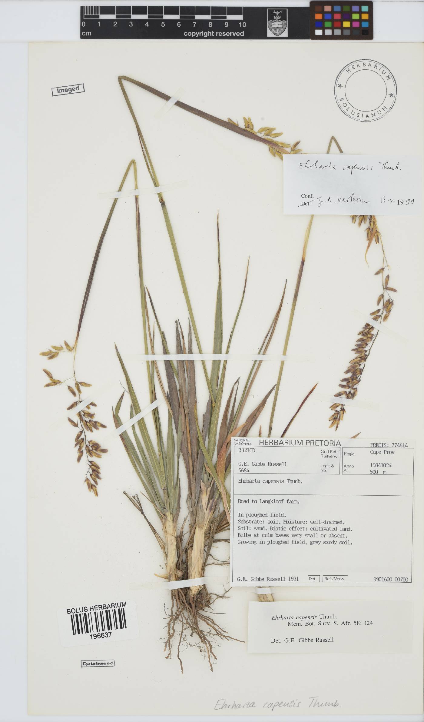 Ehrharta capensis image