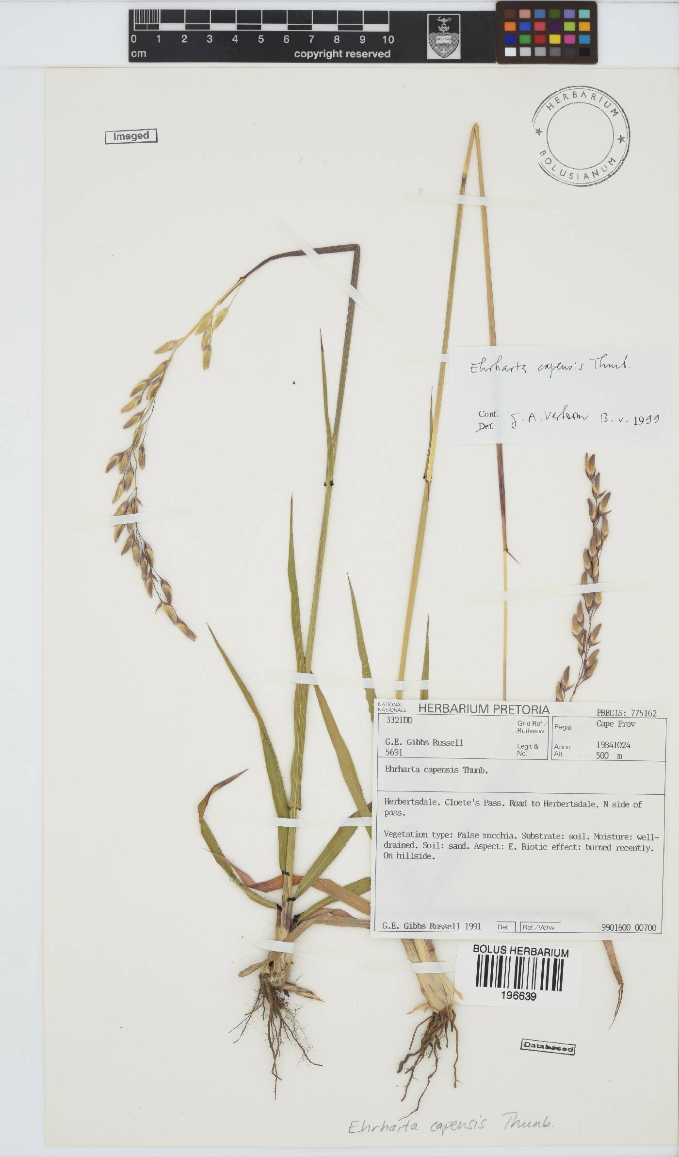 Ehrharta capensis image