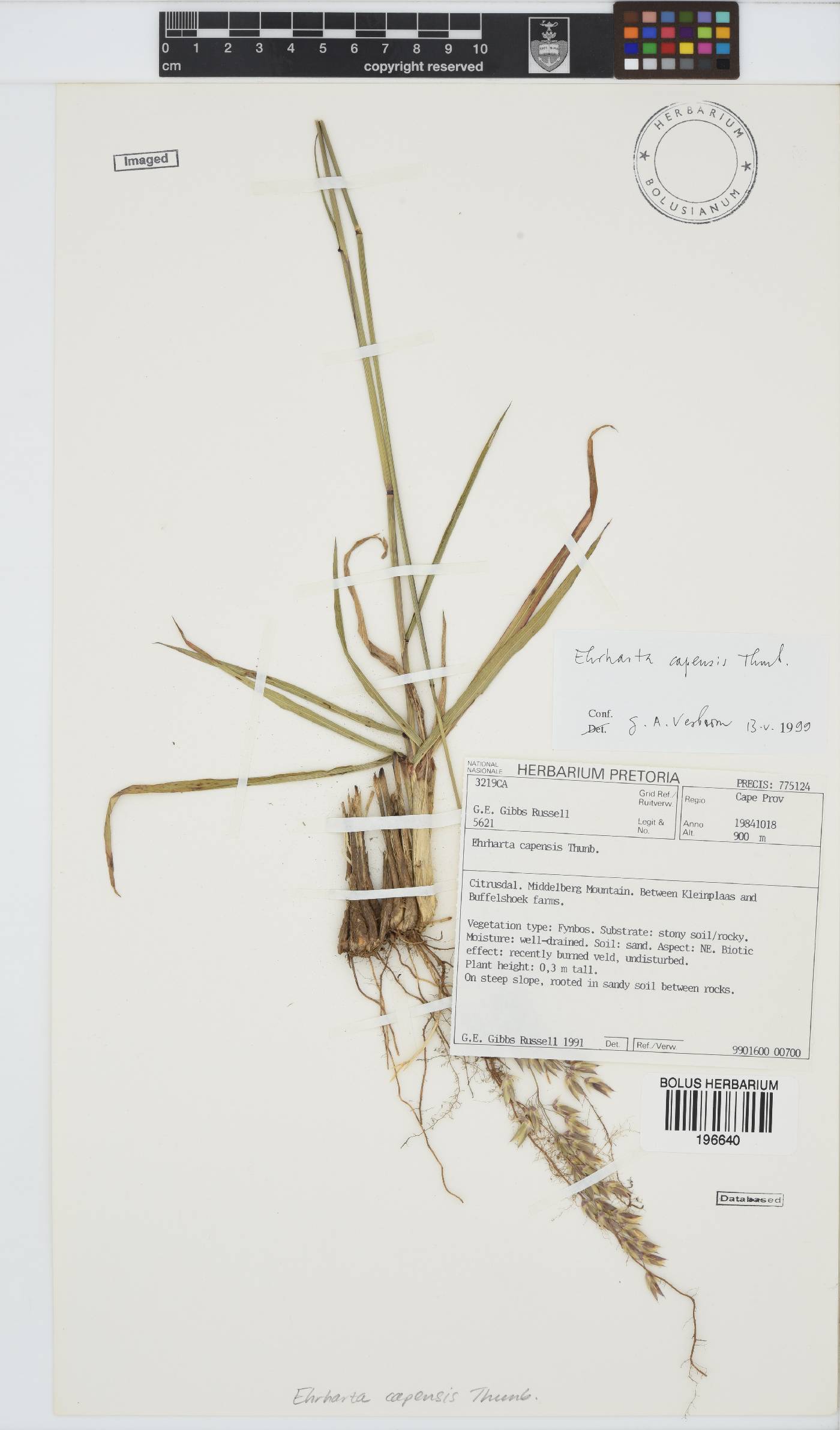 Ehrharta capensis image