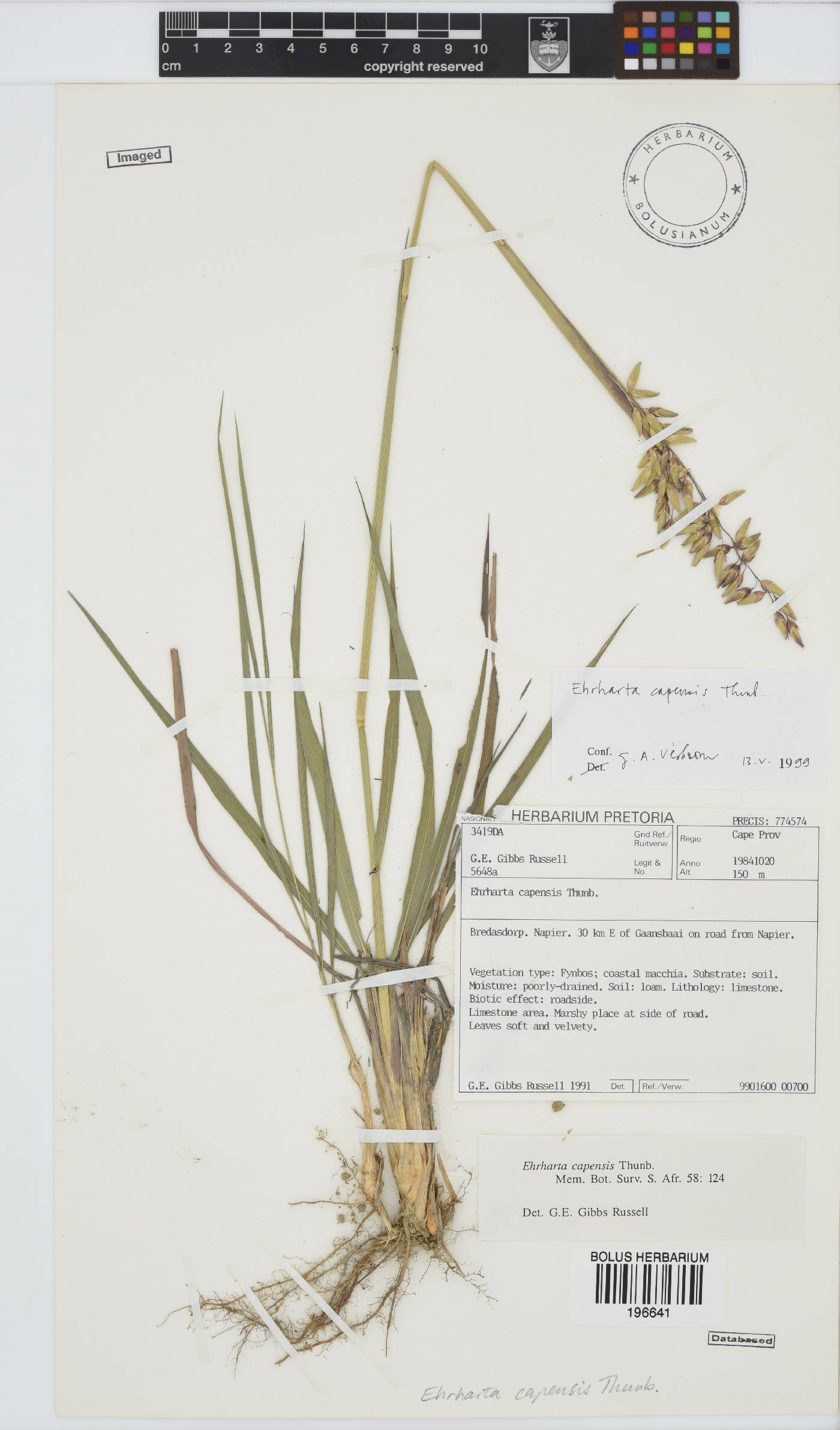 Ehrharta capensis image