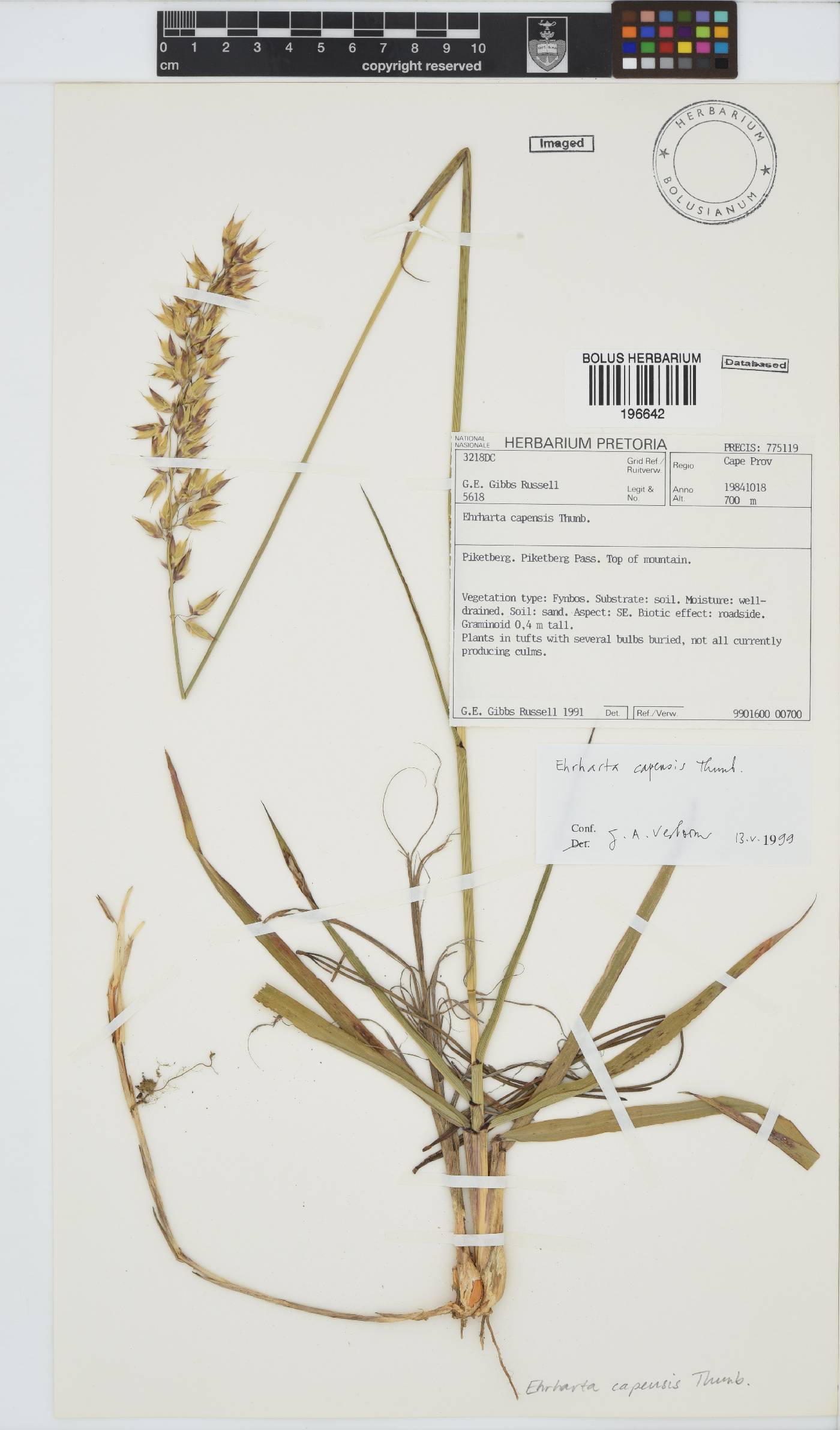 Ehrharta capensis image