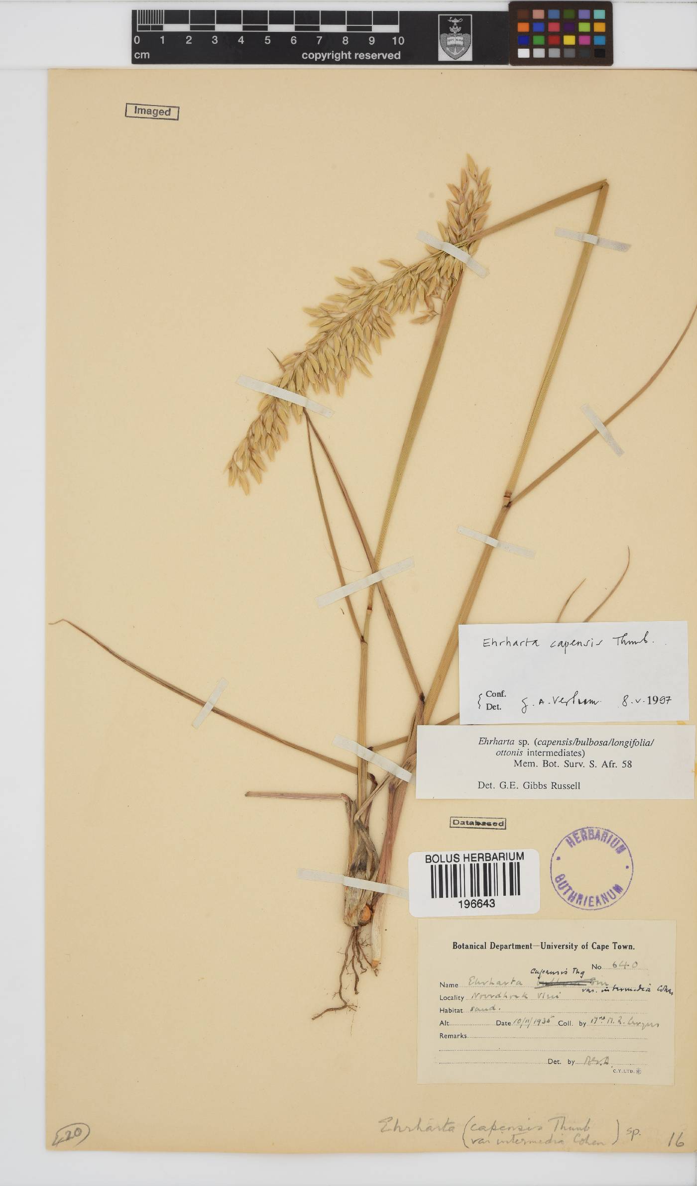 Ehrharta capensis image