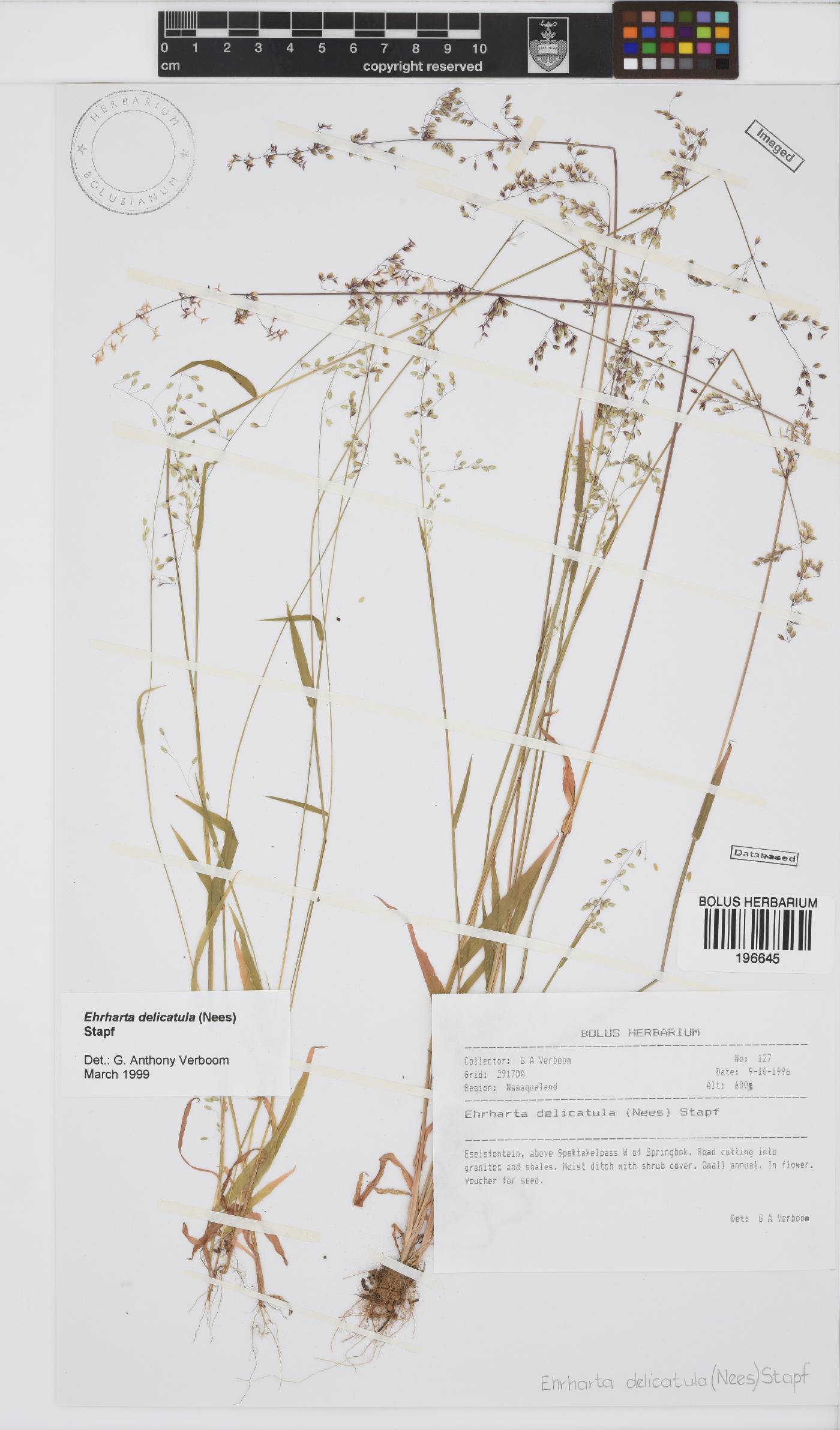 Ehrharta delicatula image