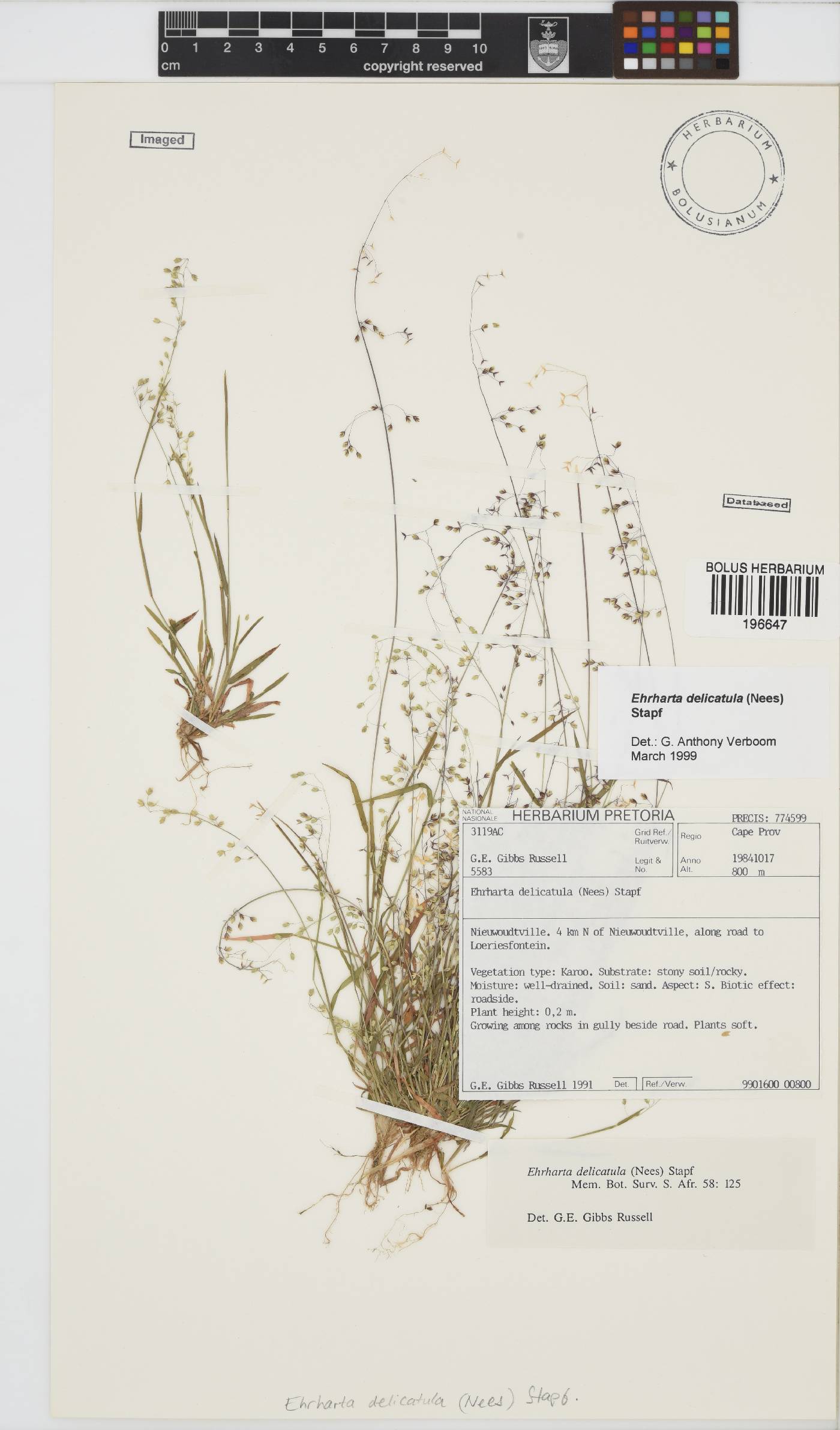 Ehrharta delicatula image