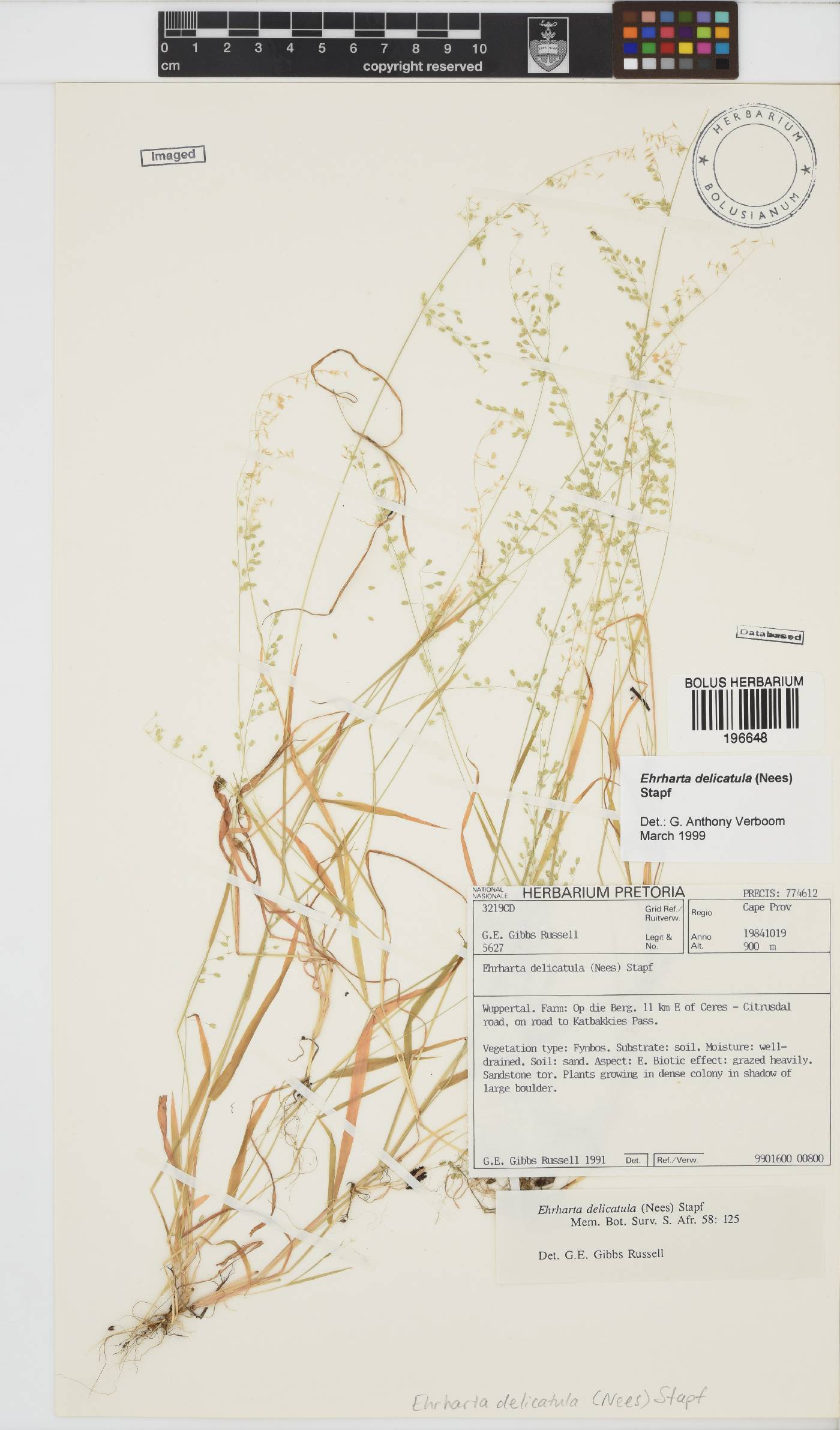 Ehrharta delicatula image