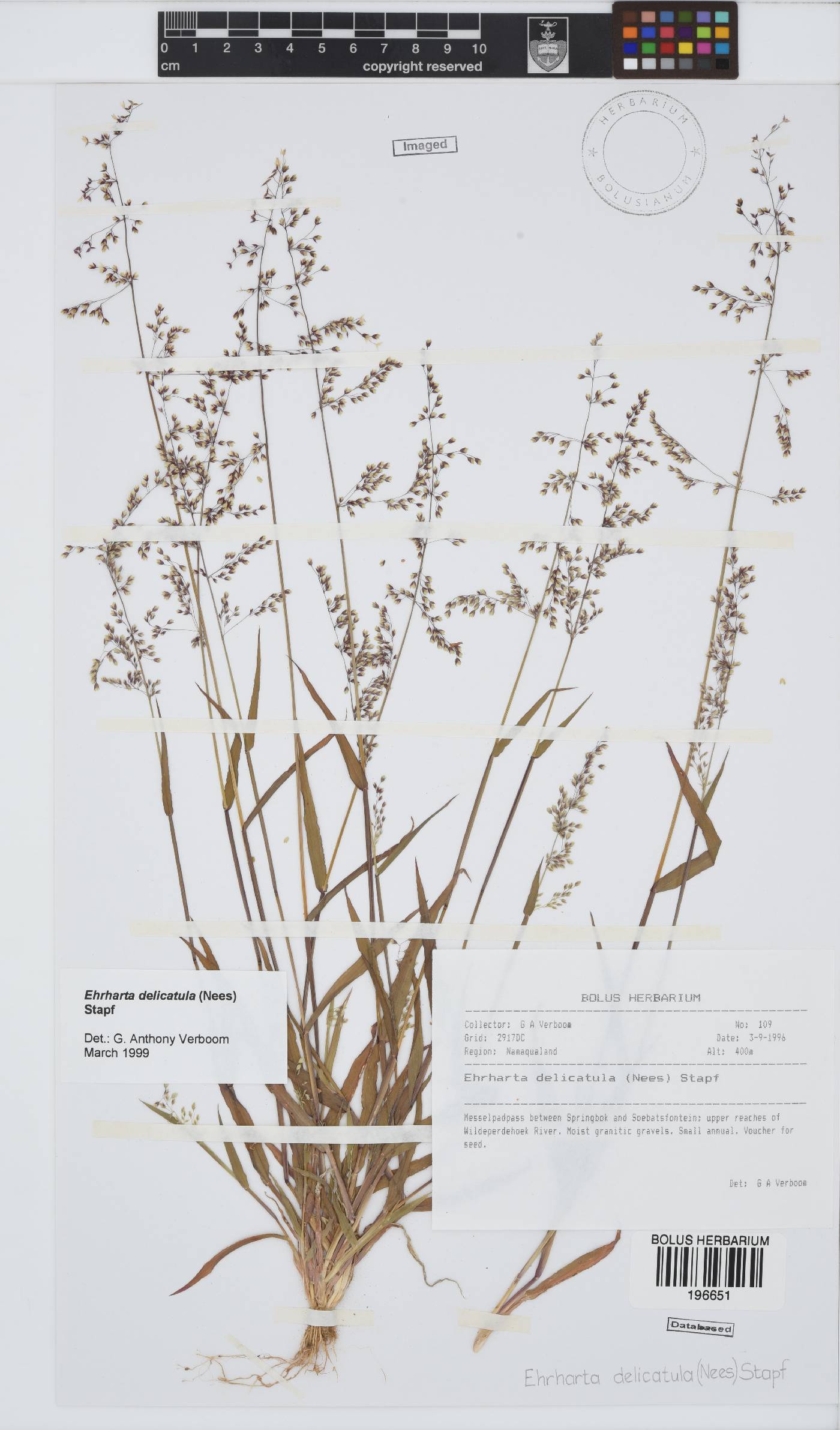 Ehrharta delicatula image
