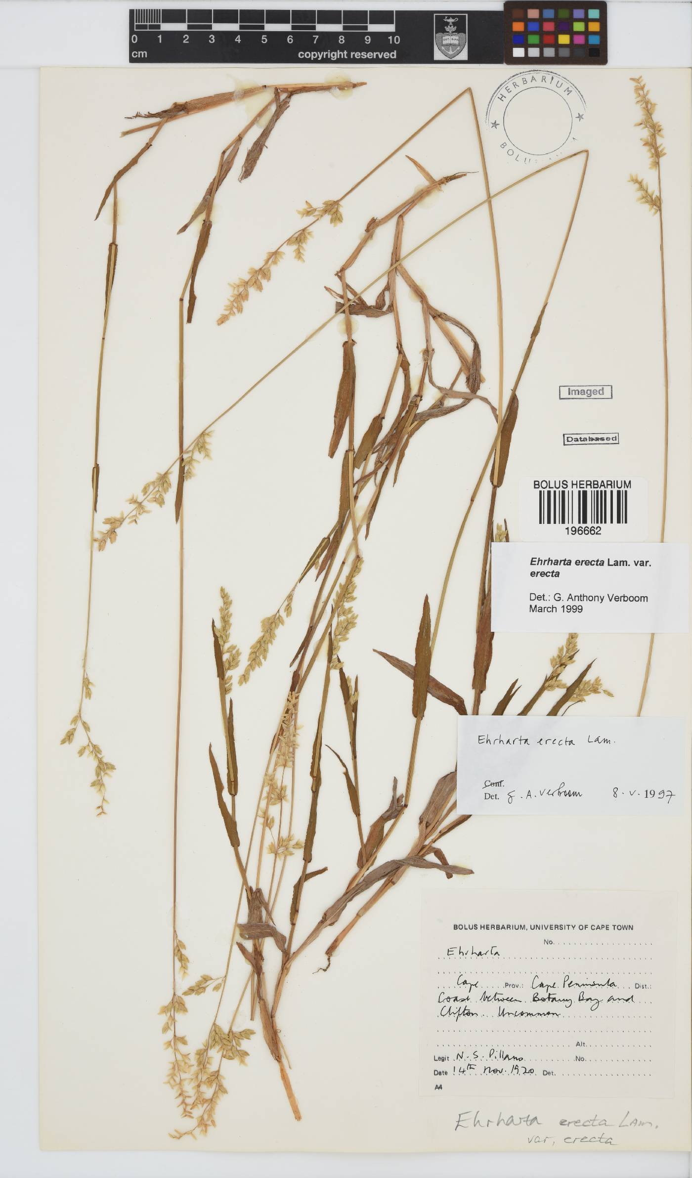 Ehrharta erecta image