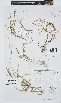 Ehrharta erecta var. erecta image