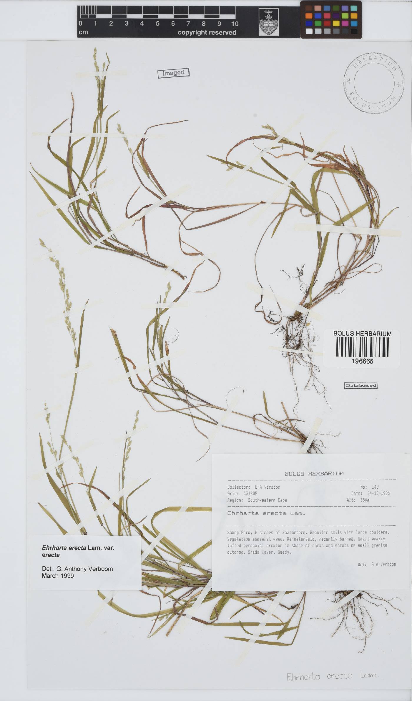 Ehrharta erecta image