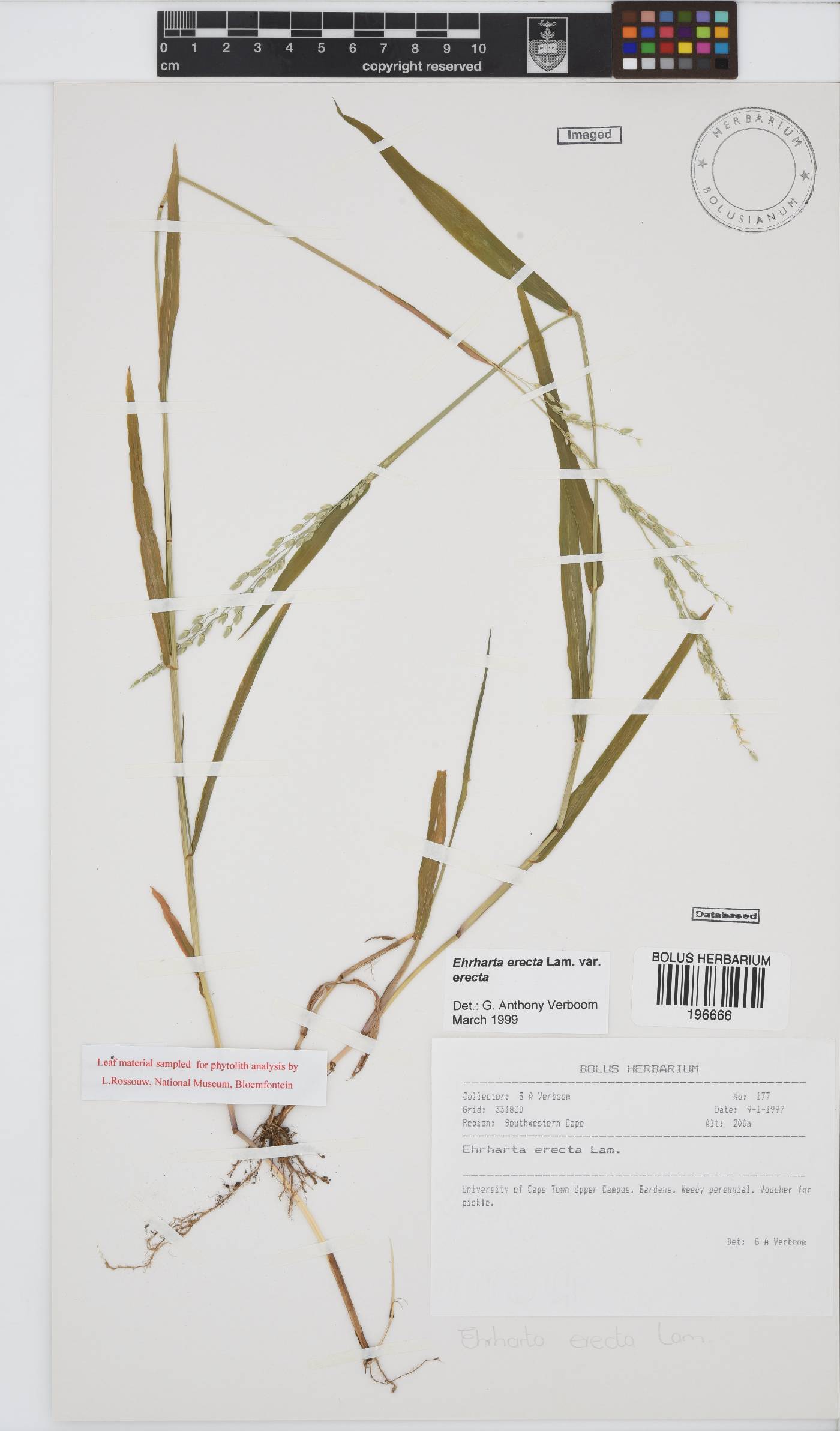 Ehrharta erecta image