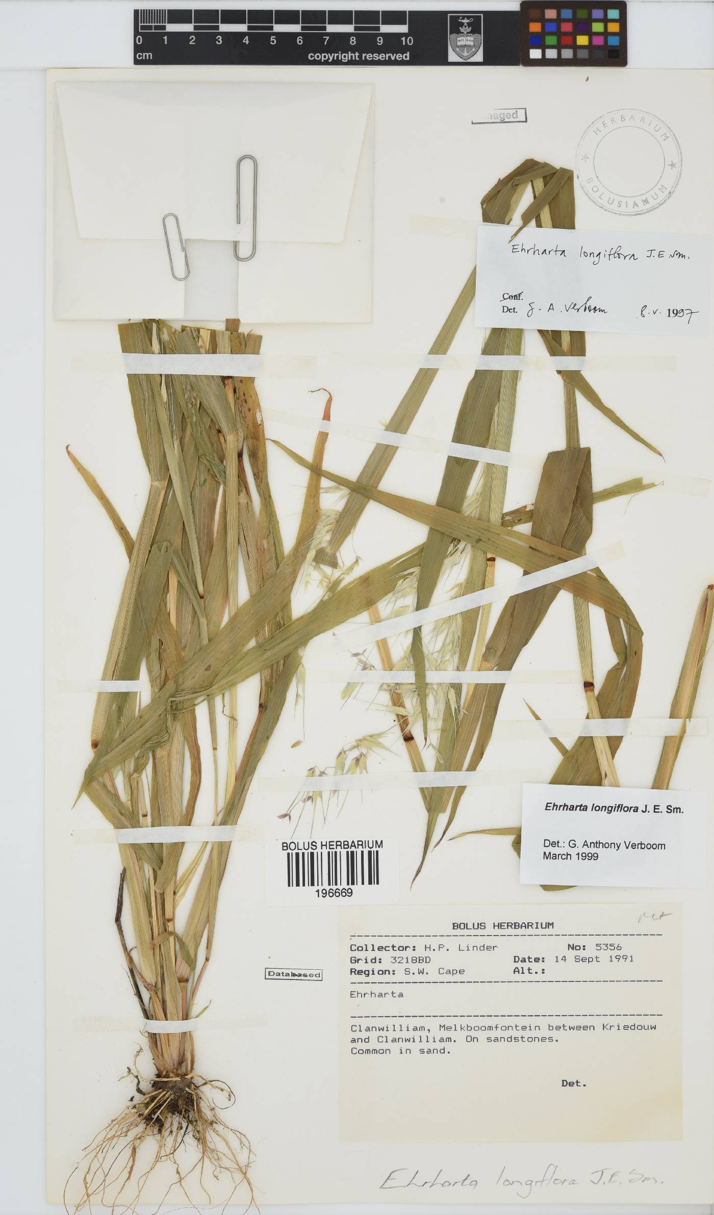 Ehrharta longiflora image